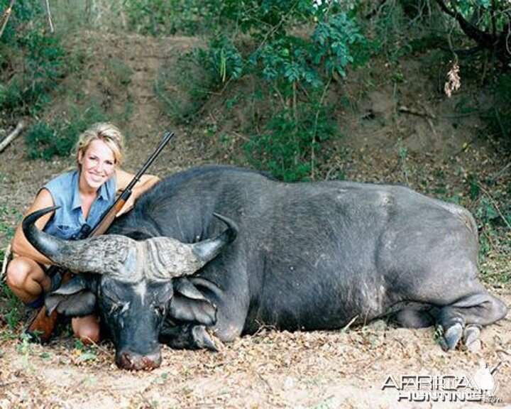 Cape Buffalo