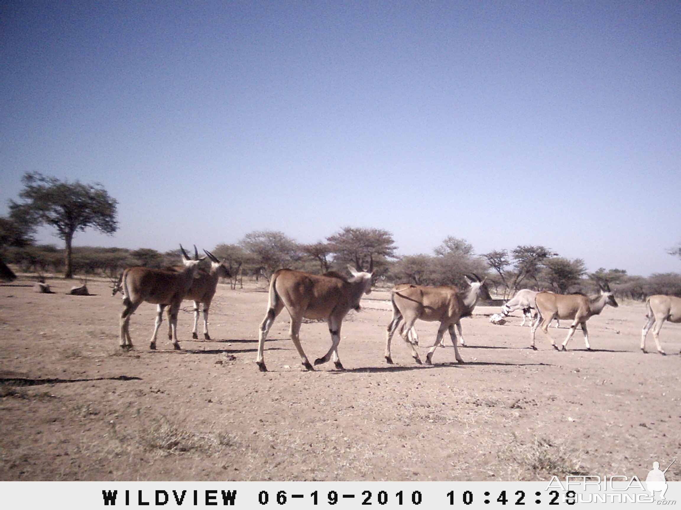 Cape Eland and Gemsbok, Namibia