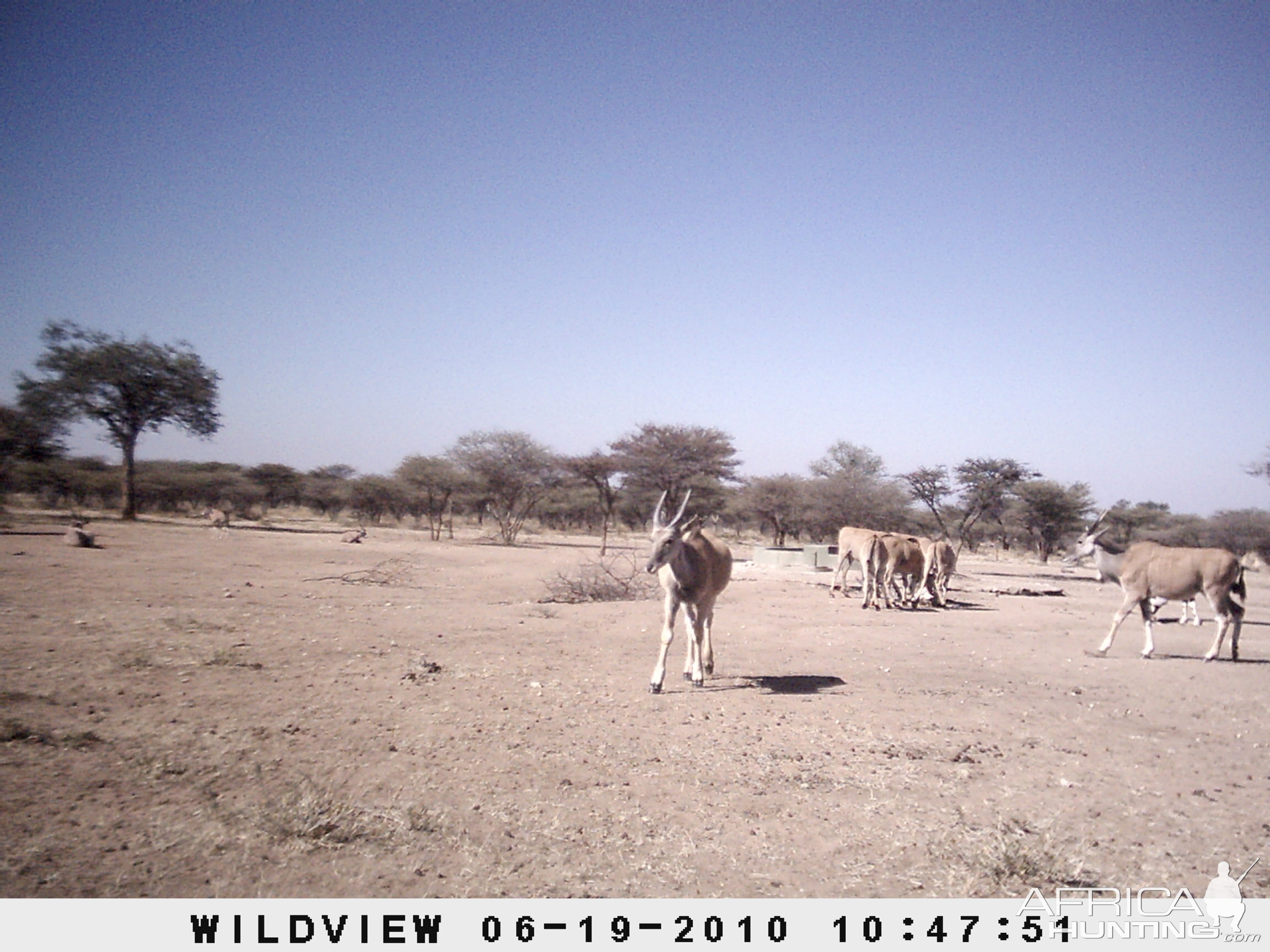 Cape Eland and Gemsbok, Namibia