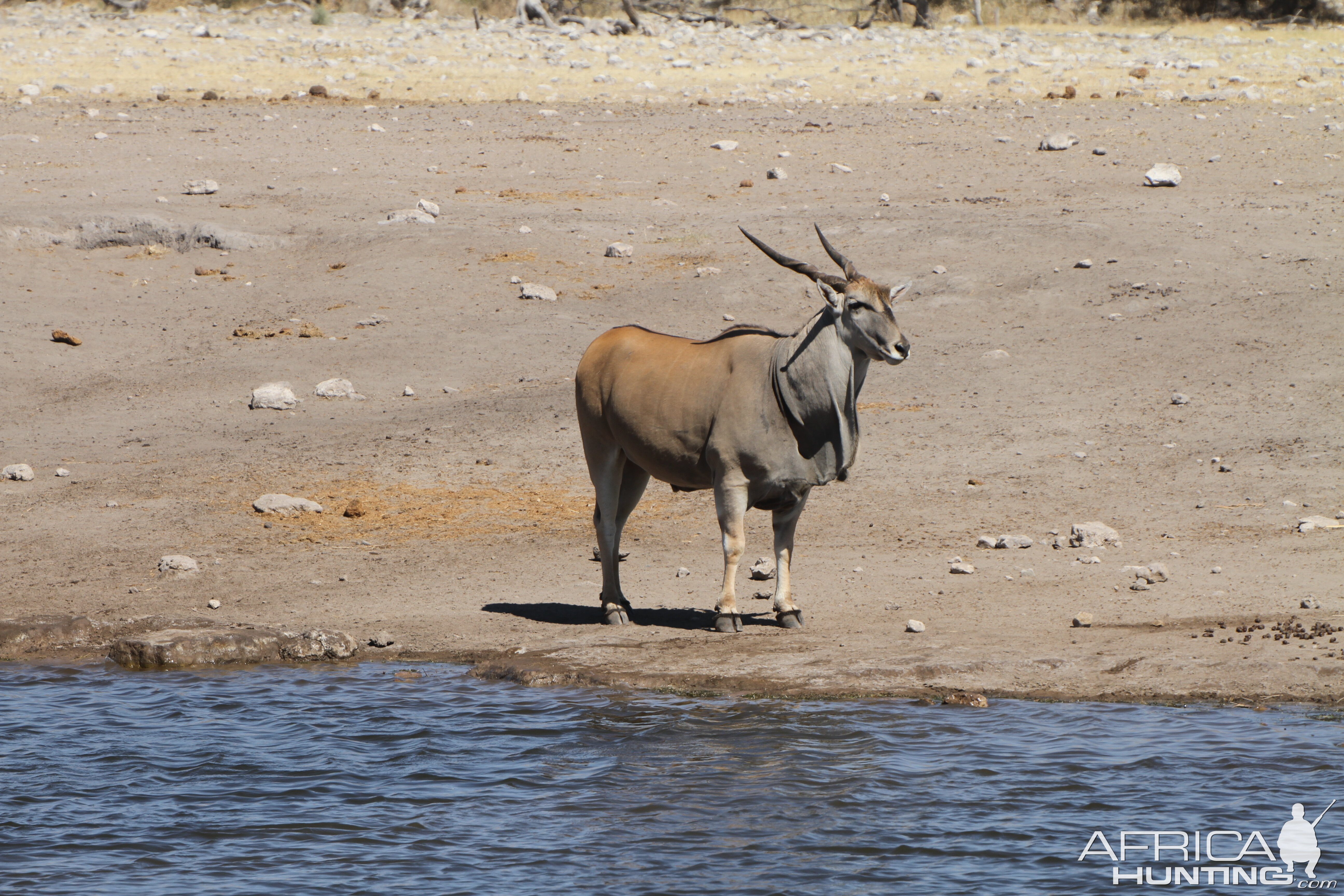 Cape Eland at Etosha National Park