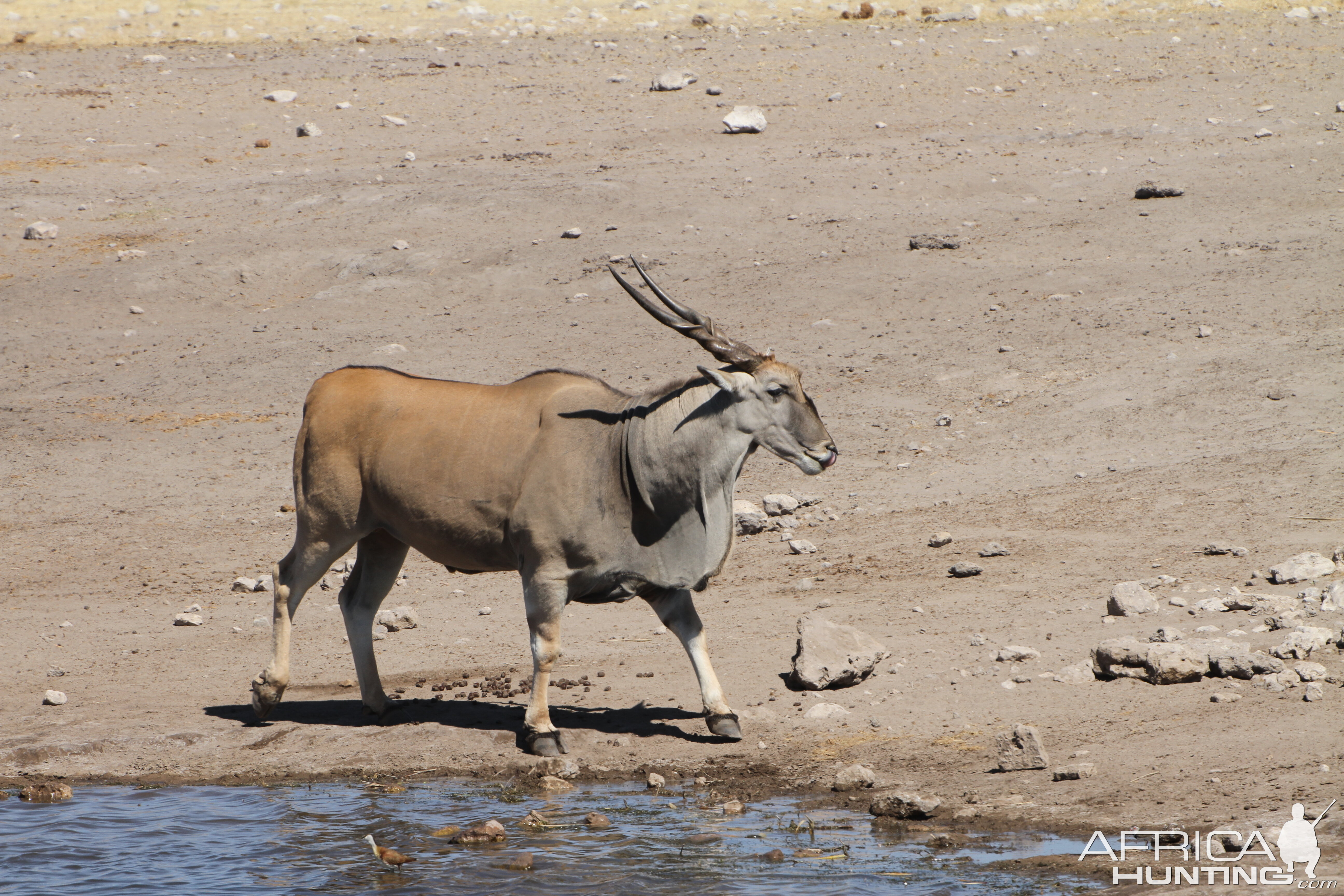 Cape Eland at Etosha National Park