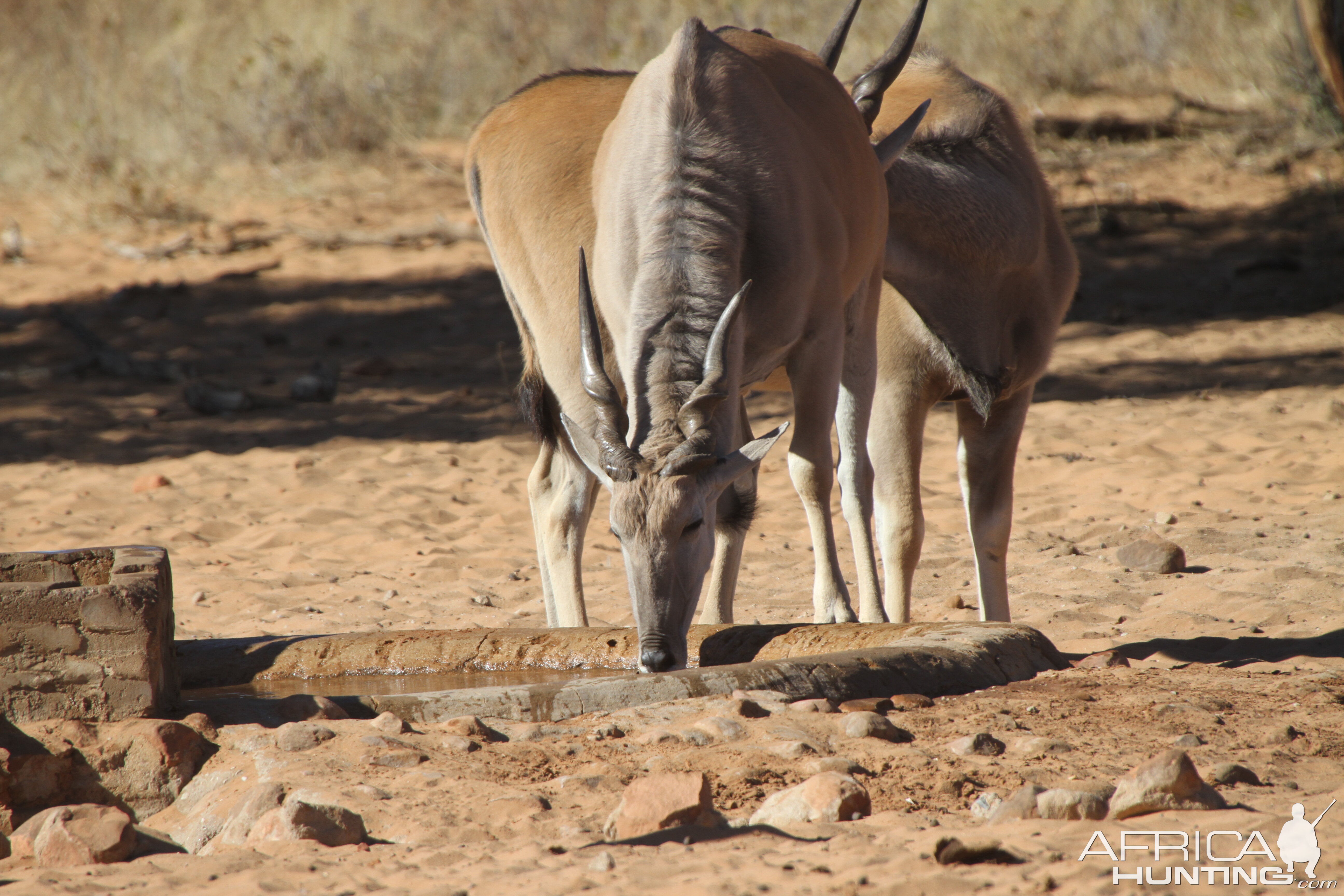 Cape Eland at Waterberg National Park Namibia