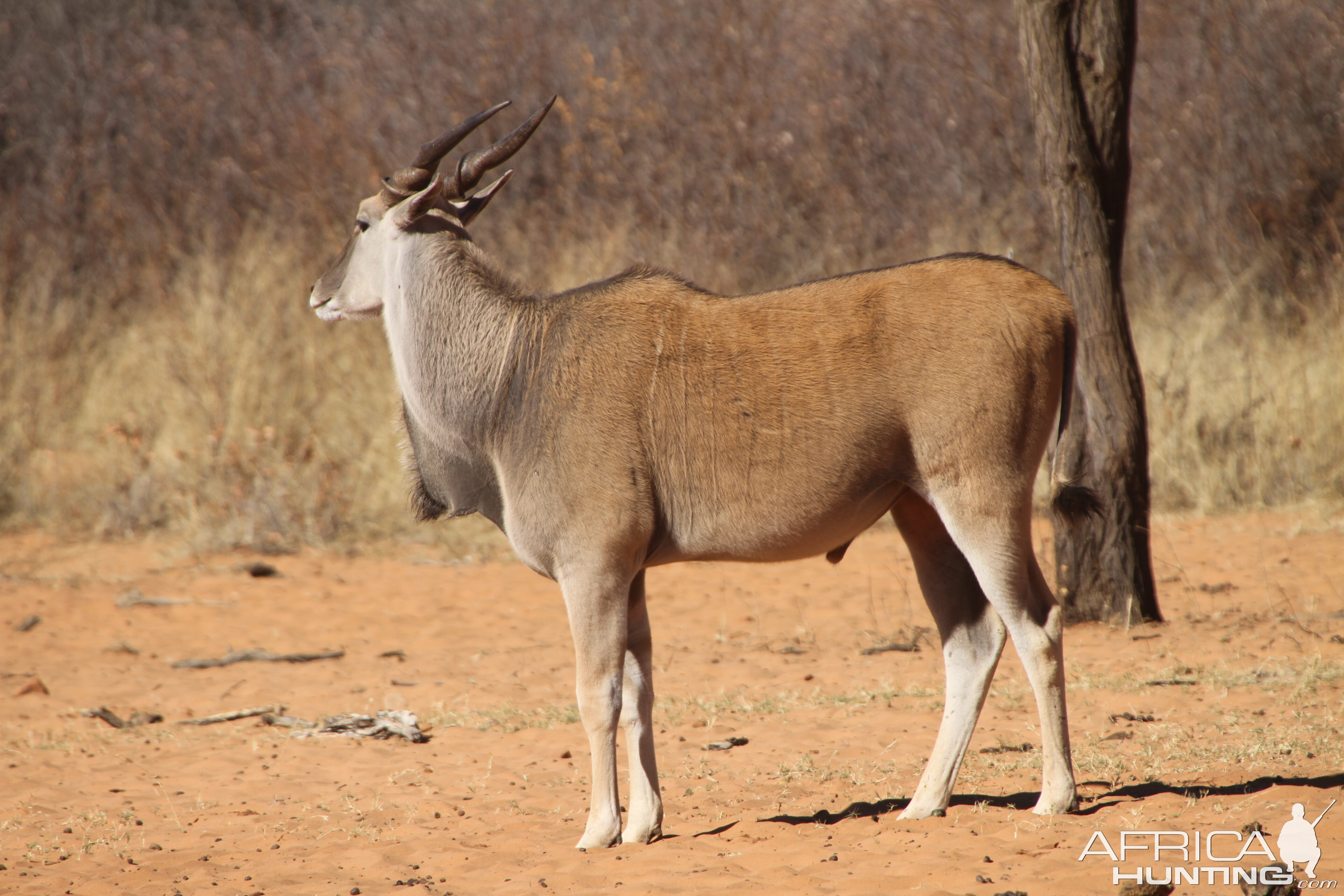 Cape Eland at Waterberg National Park Namibia