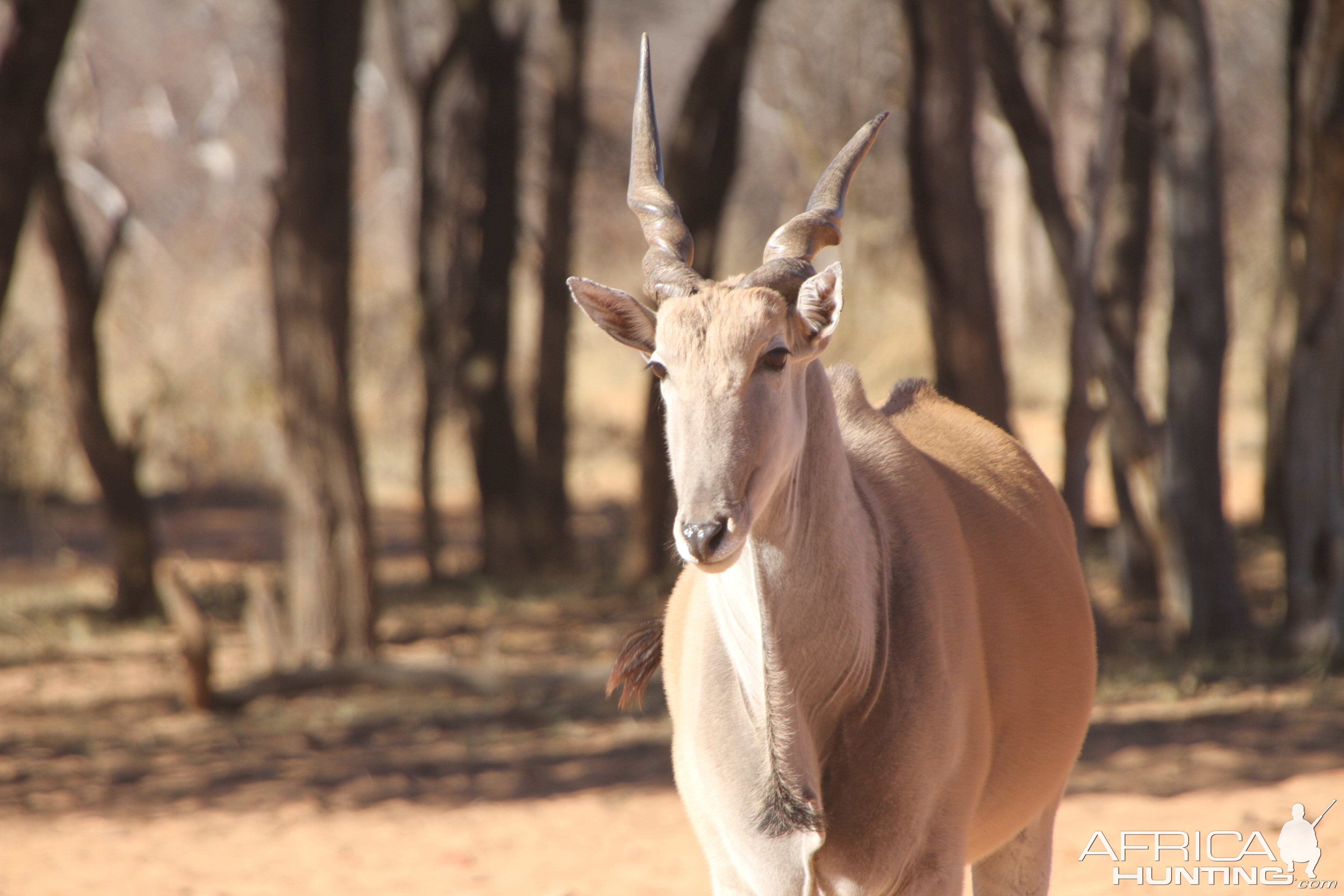 Cape Eland at Waterberg National Park Namibia