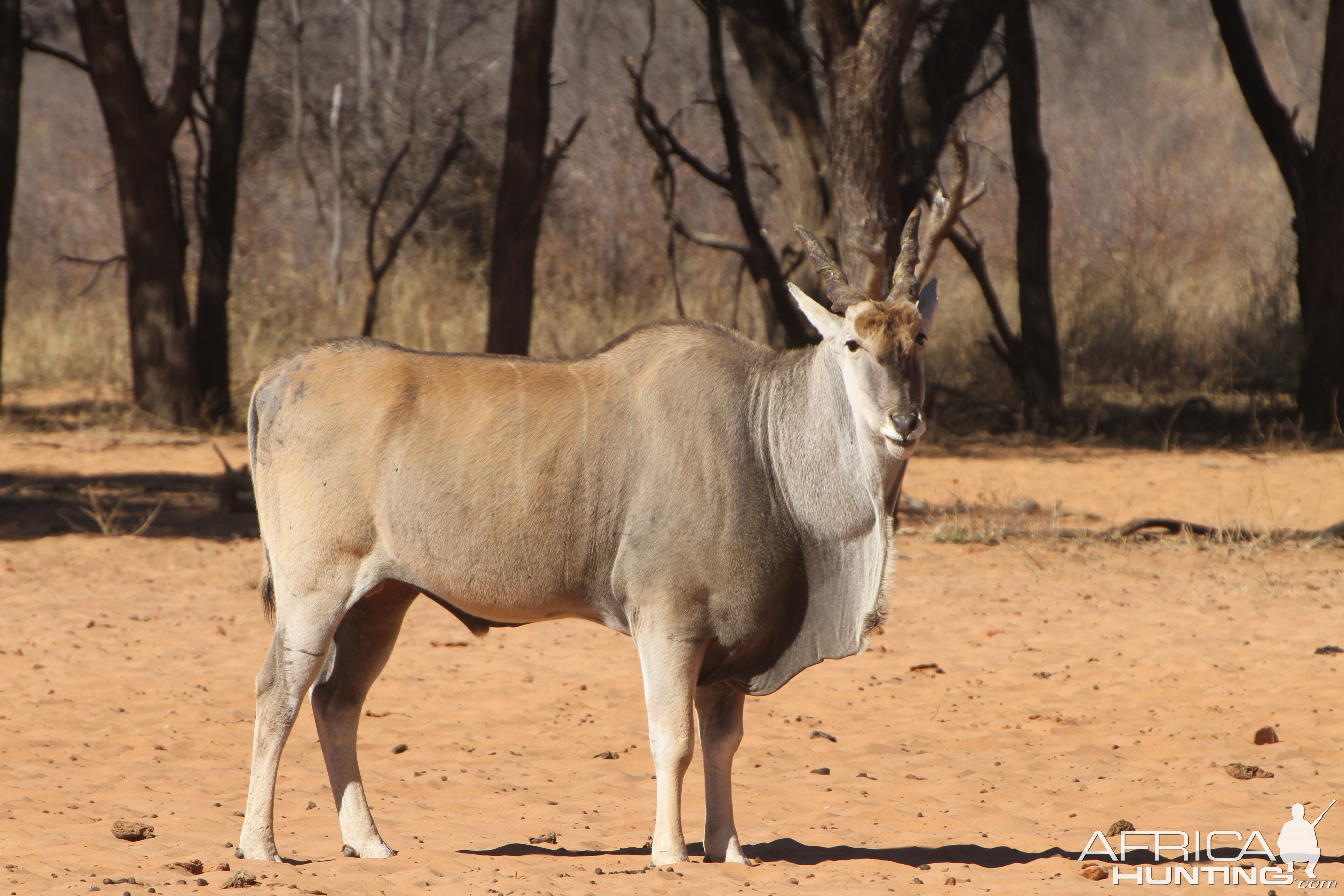 Cape Eland at Waterberg National Park Namibia