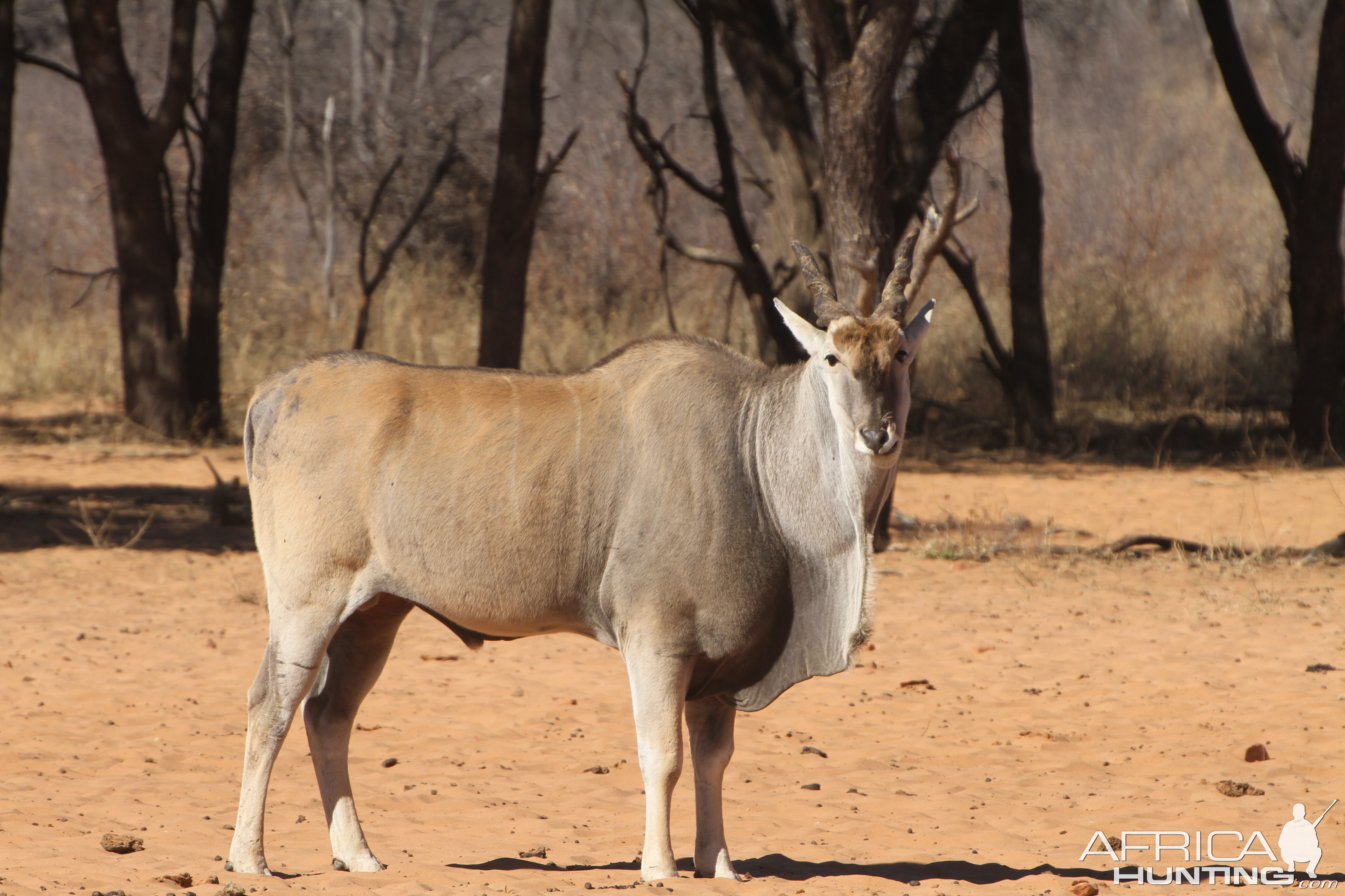 Cape Eland at Waterberg National Park Namibia