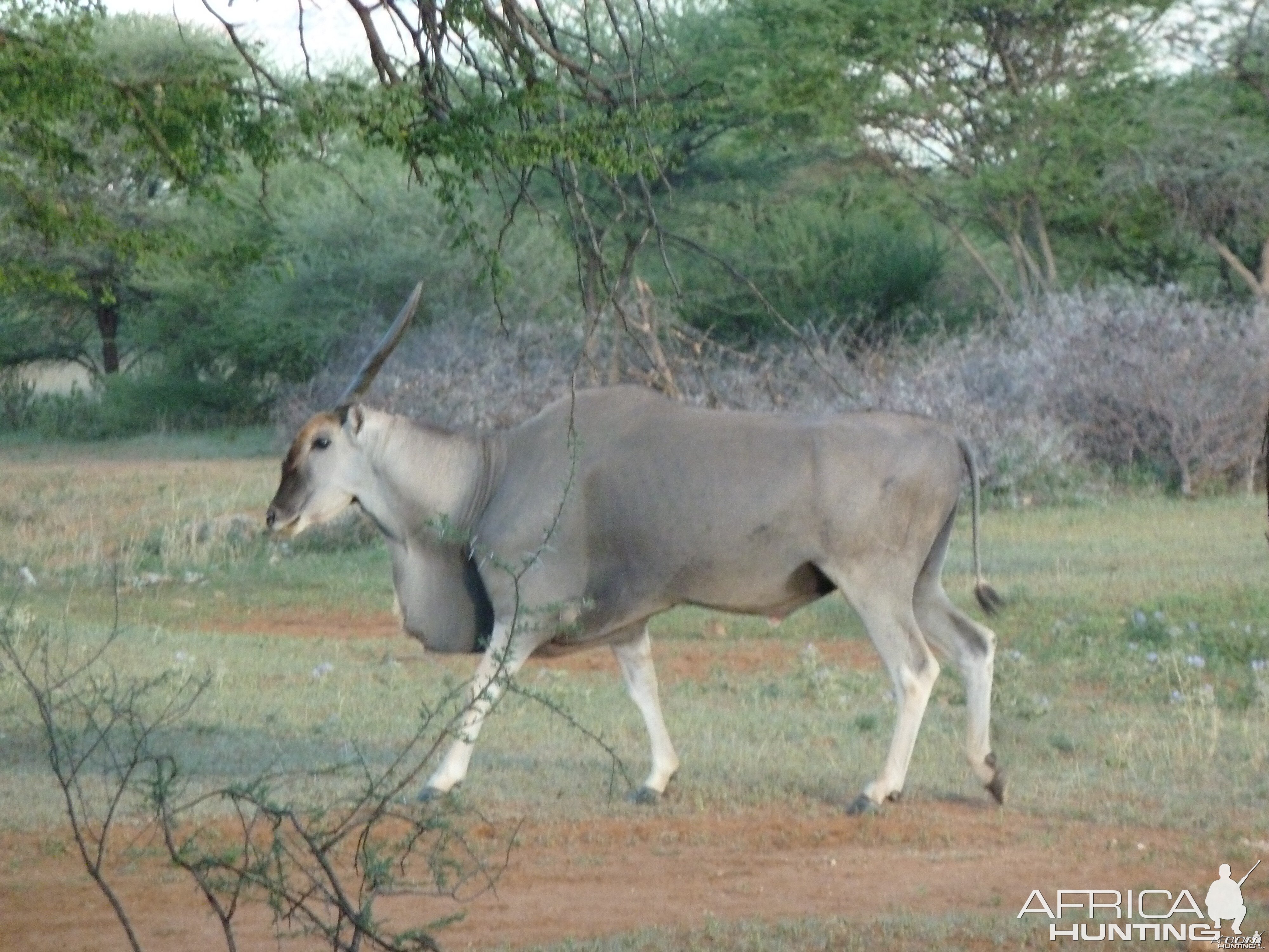 Cape Eland Bull Namibia