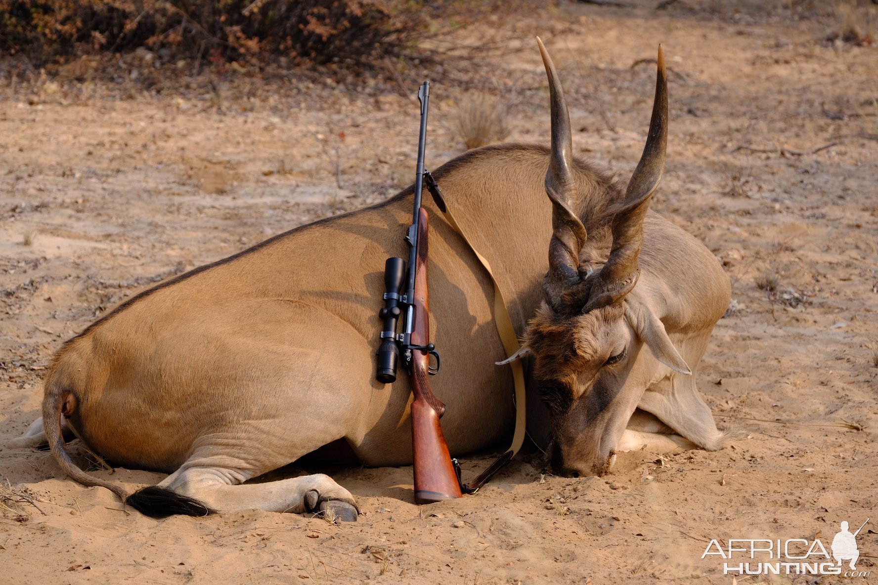 Cape Eland Hunt Botswana