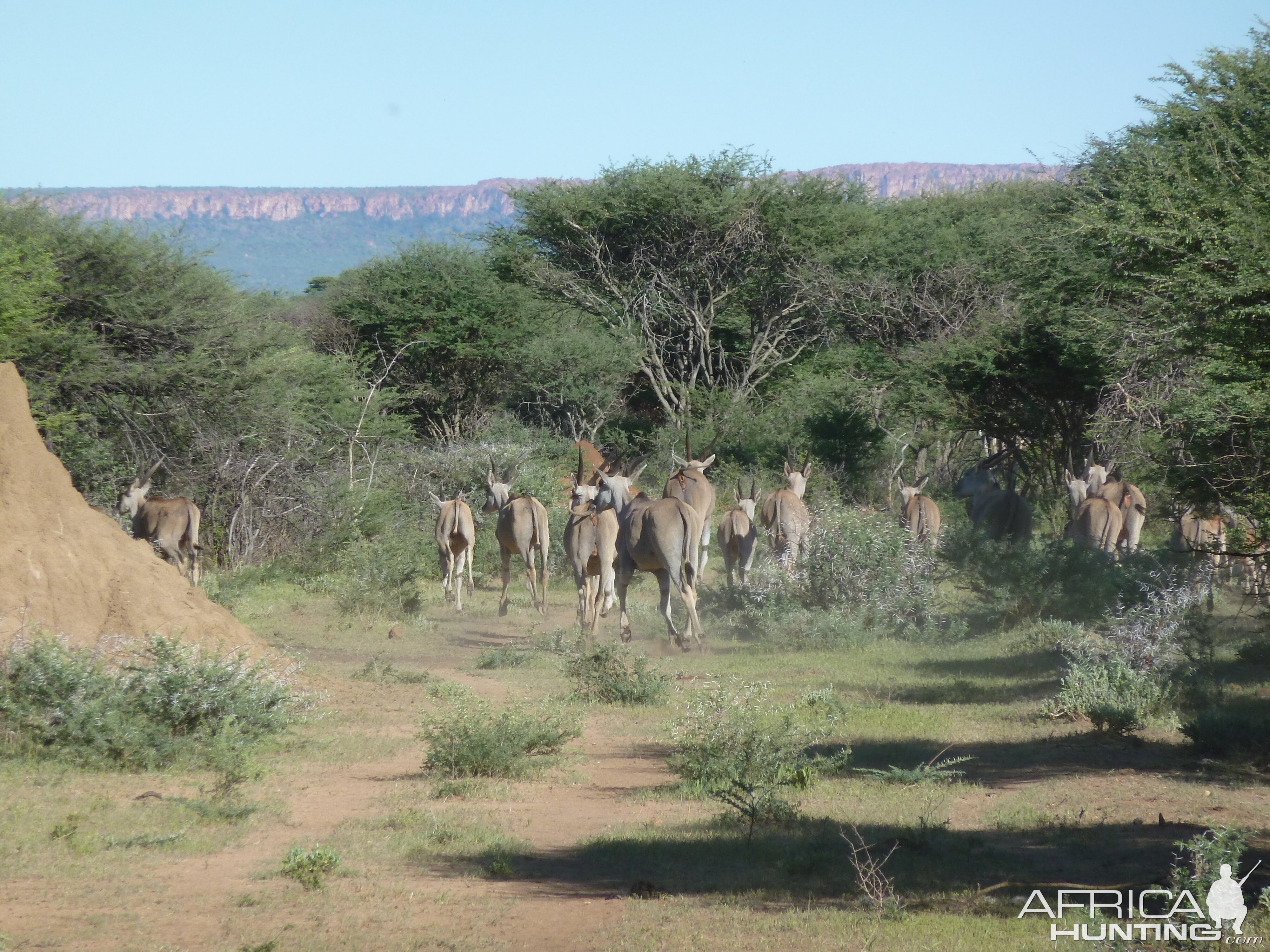 Cape Eland Namibia