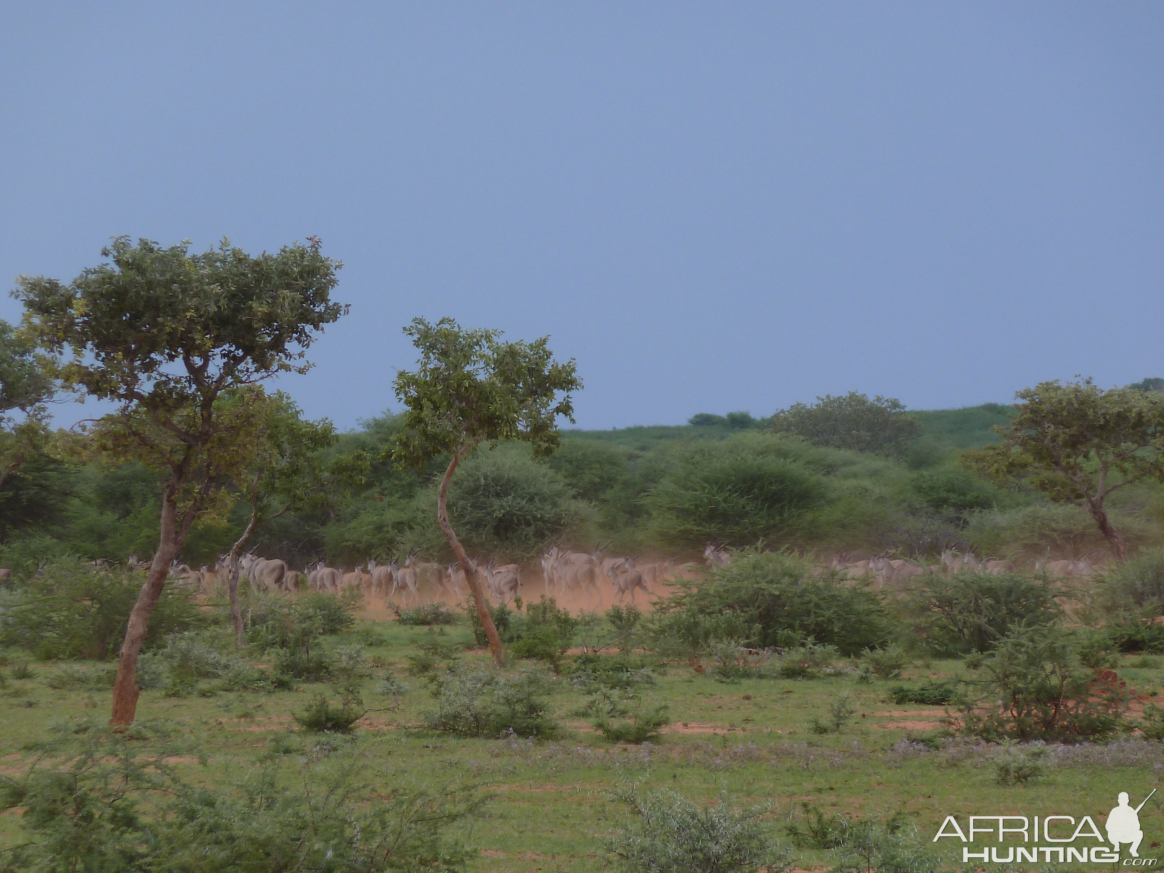 Cape Eland Namibia