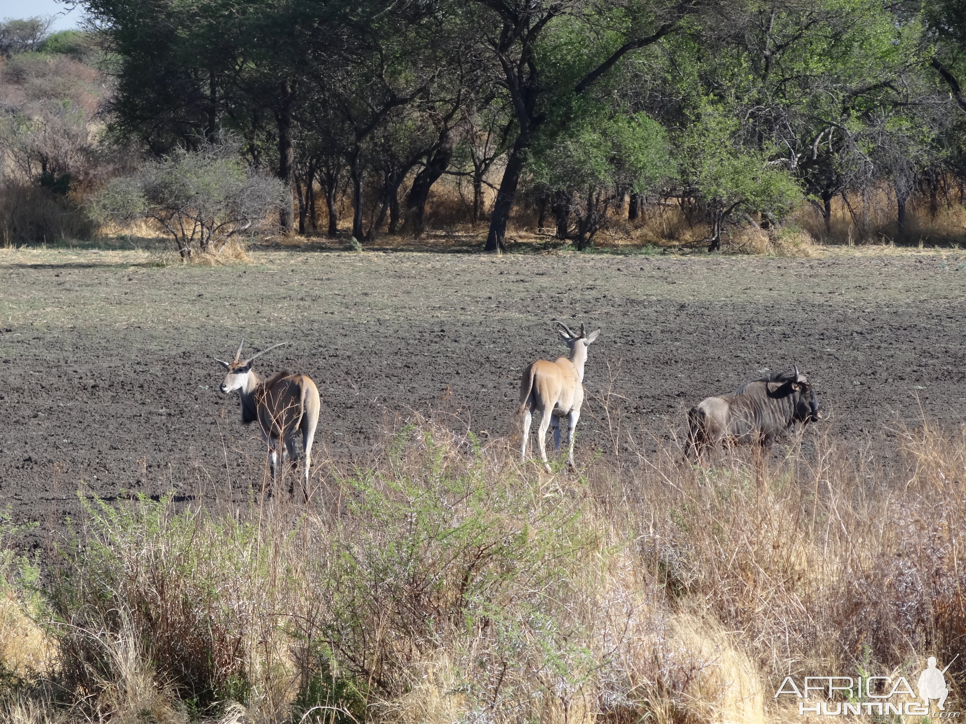 Cape Eland Namibia