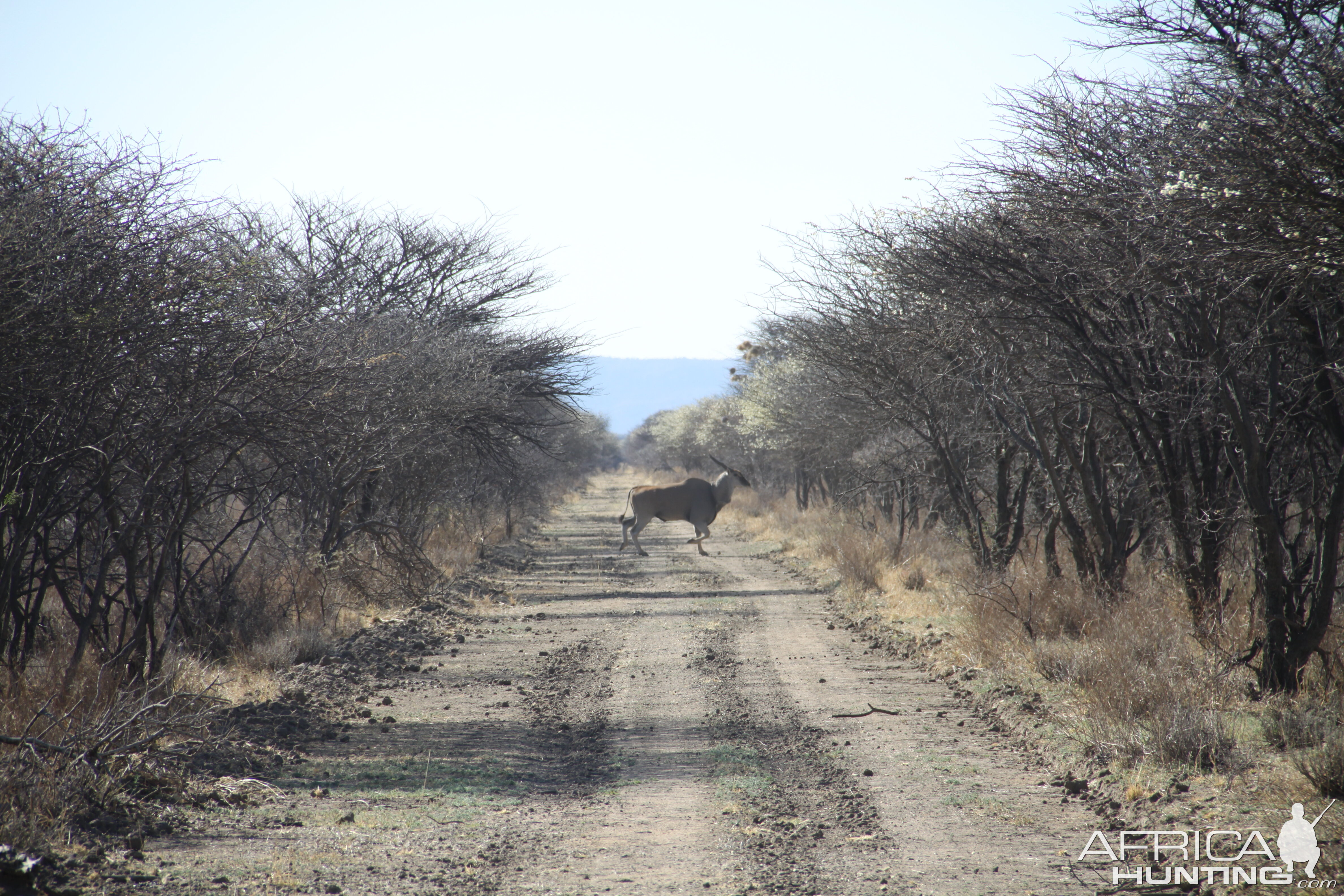 Cape Eland Namibia