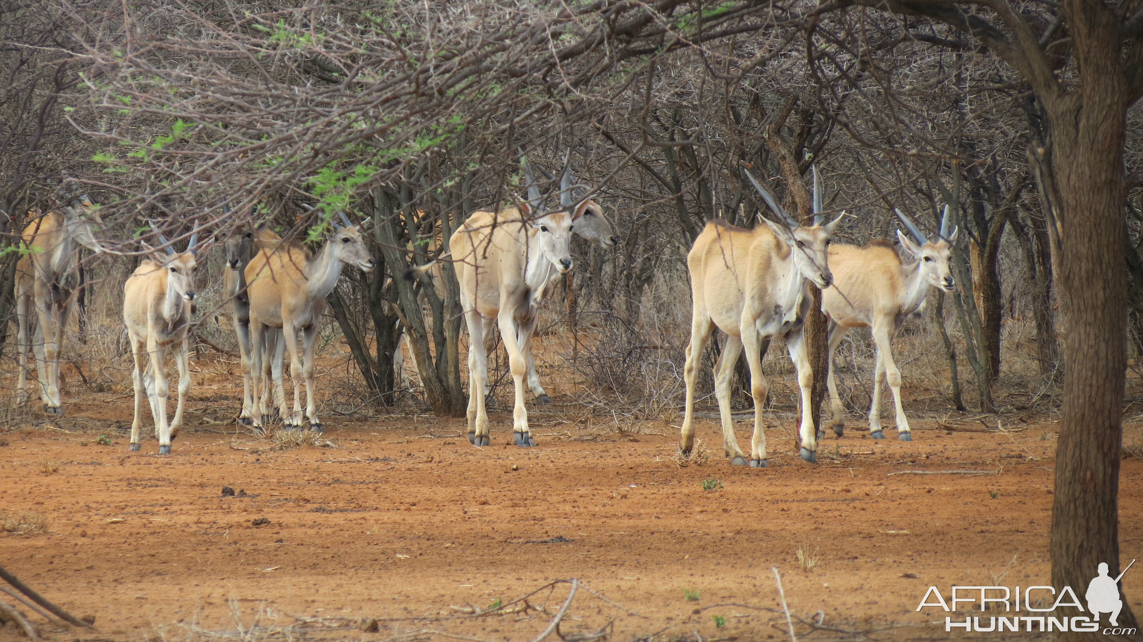 Cape Eland Namibia