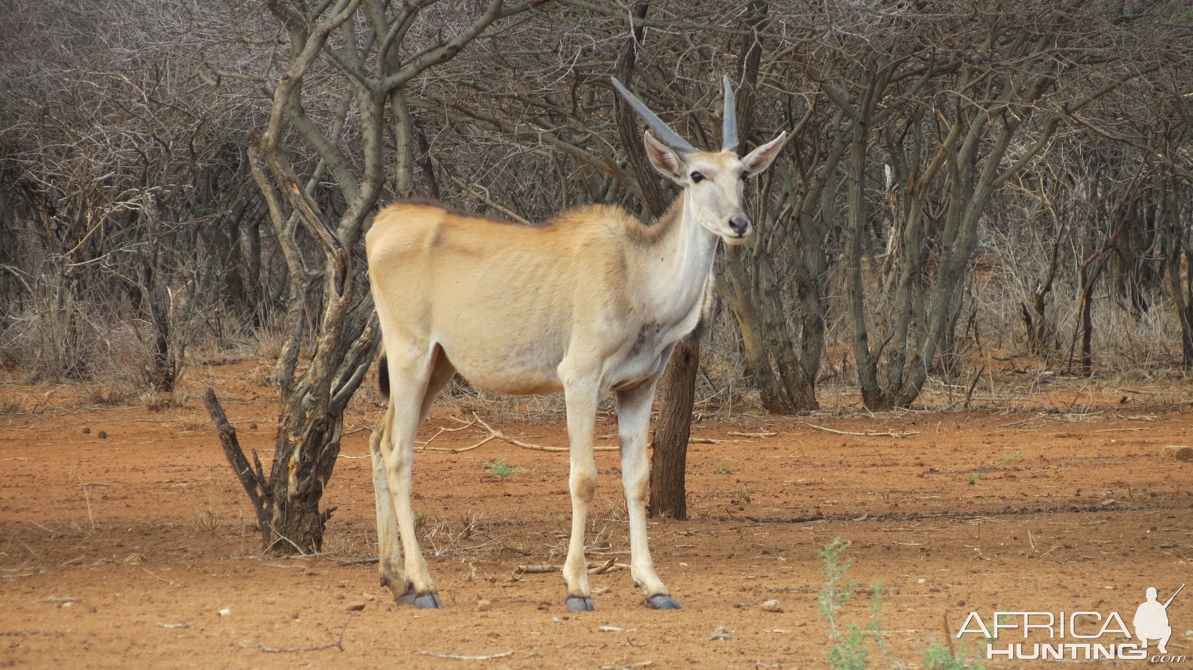 Cape Eland Namibia