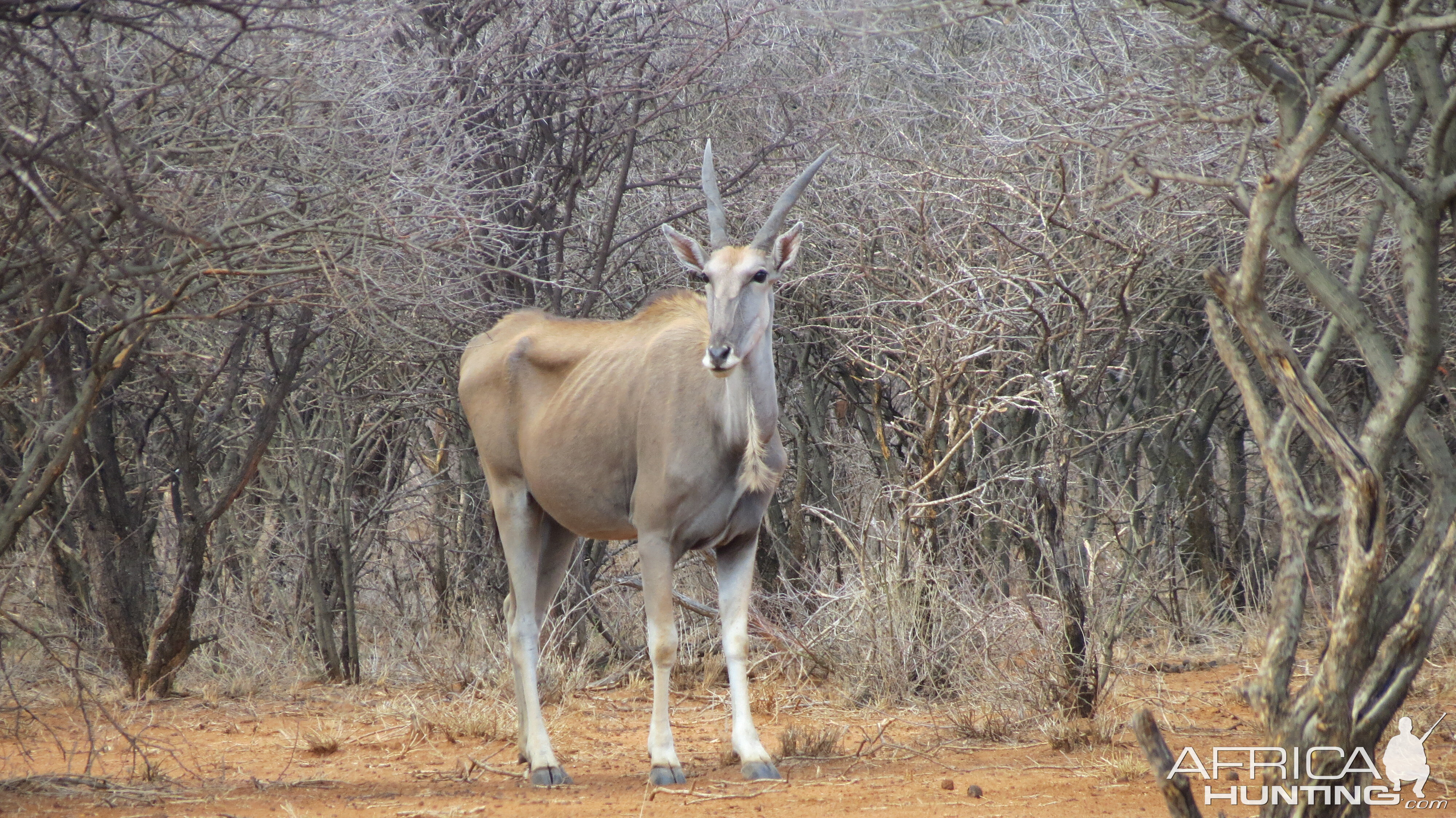 Cape Eland Namibia