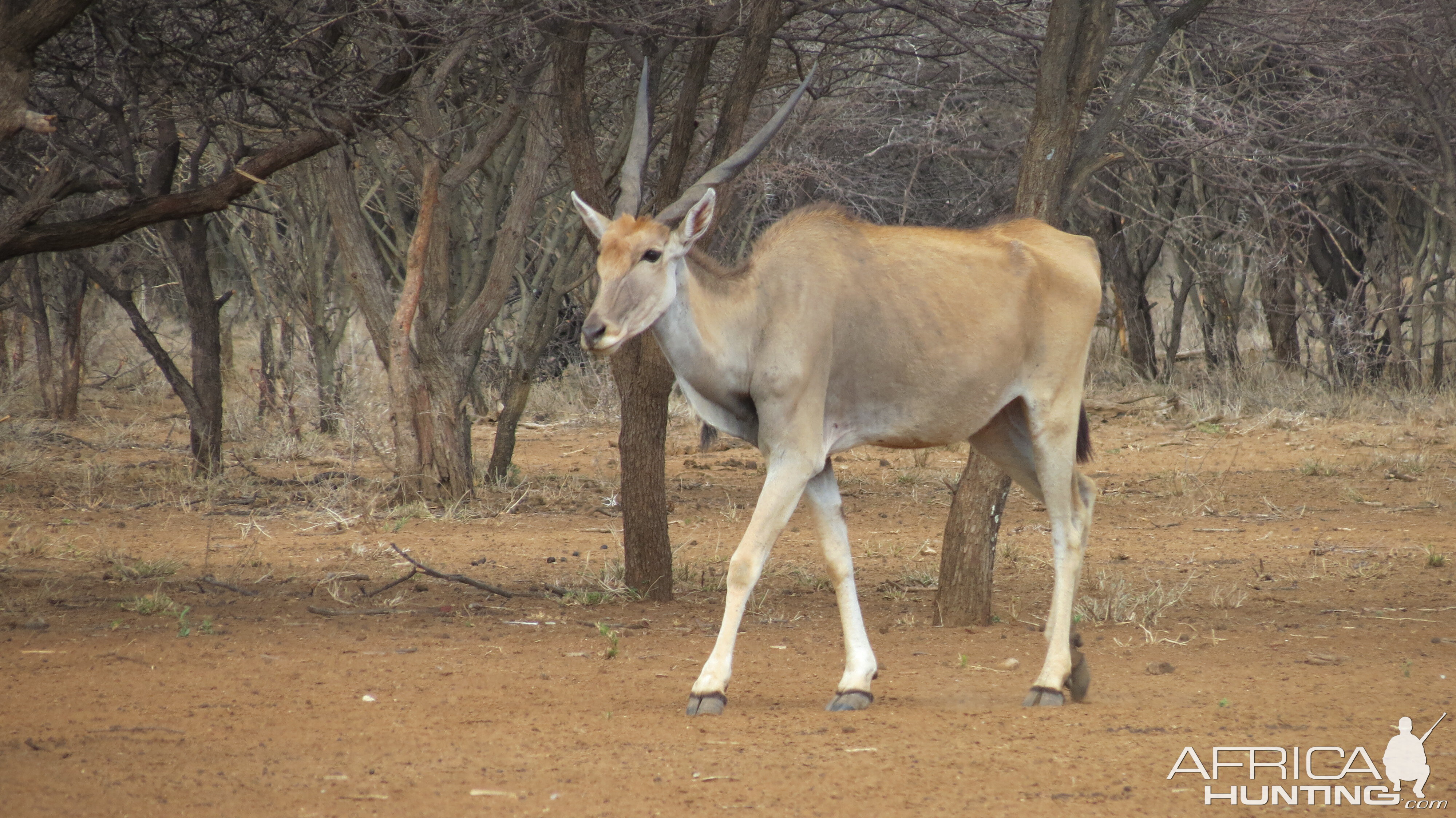 Cape Eland Namibia