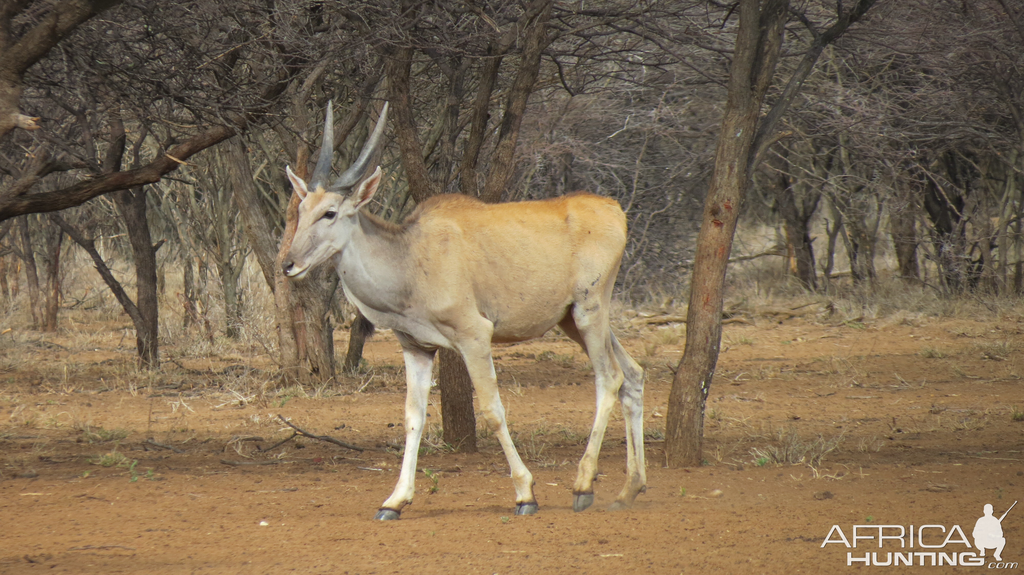 Cape Eland Namibia