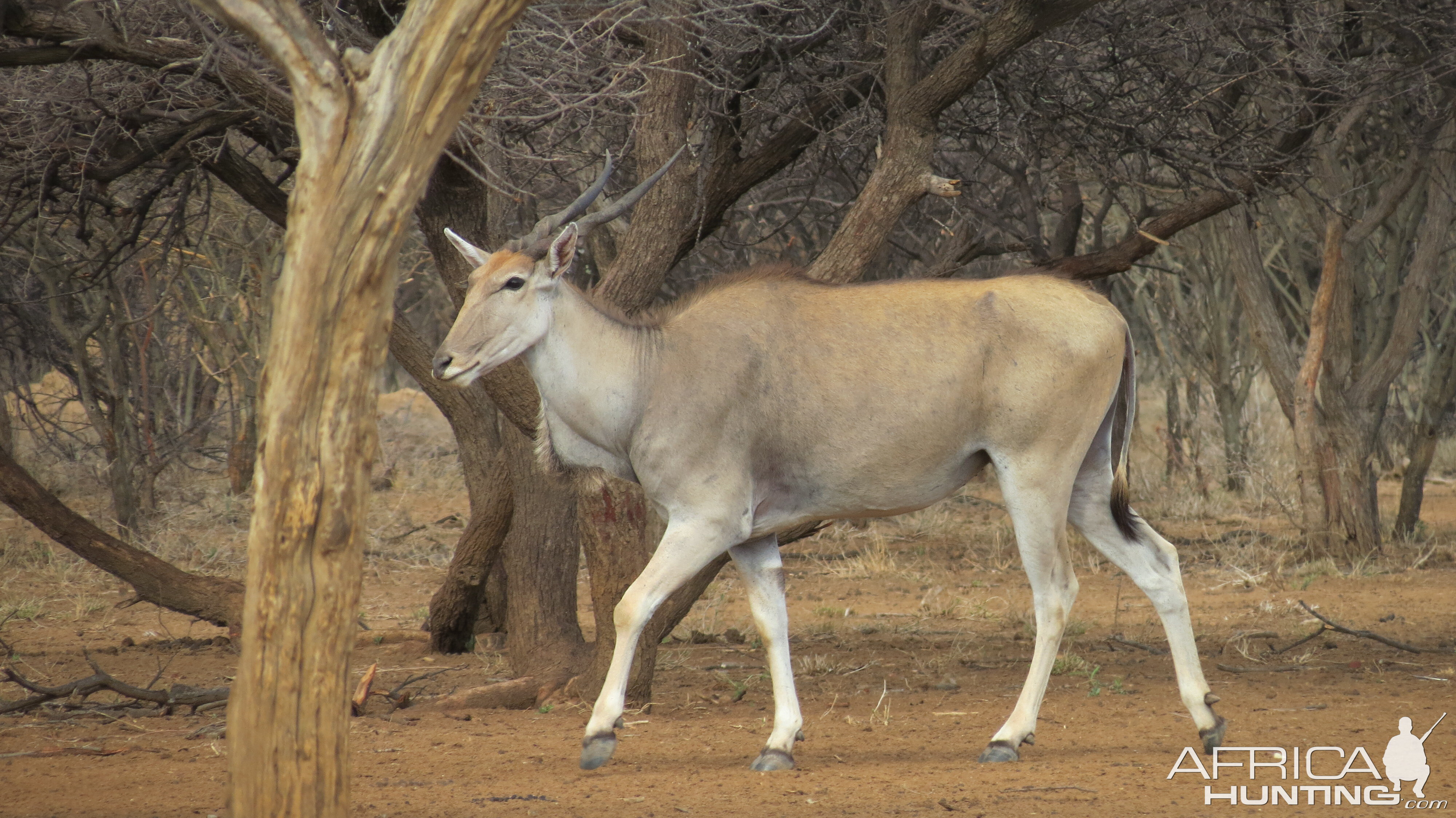 Cape Eland Namibia