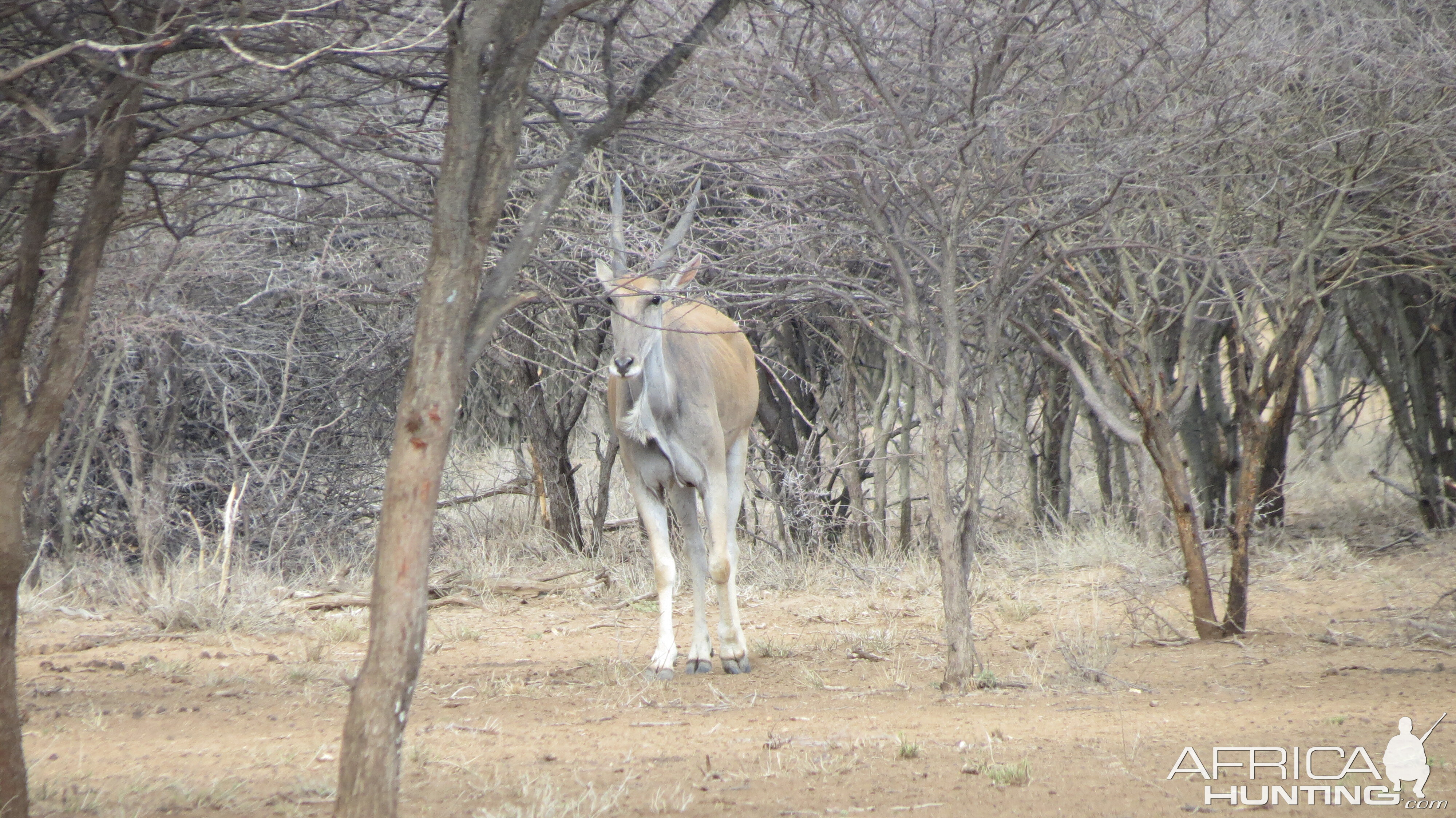 Cape Eland Namibia