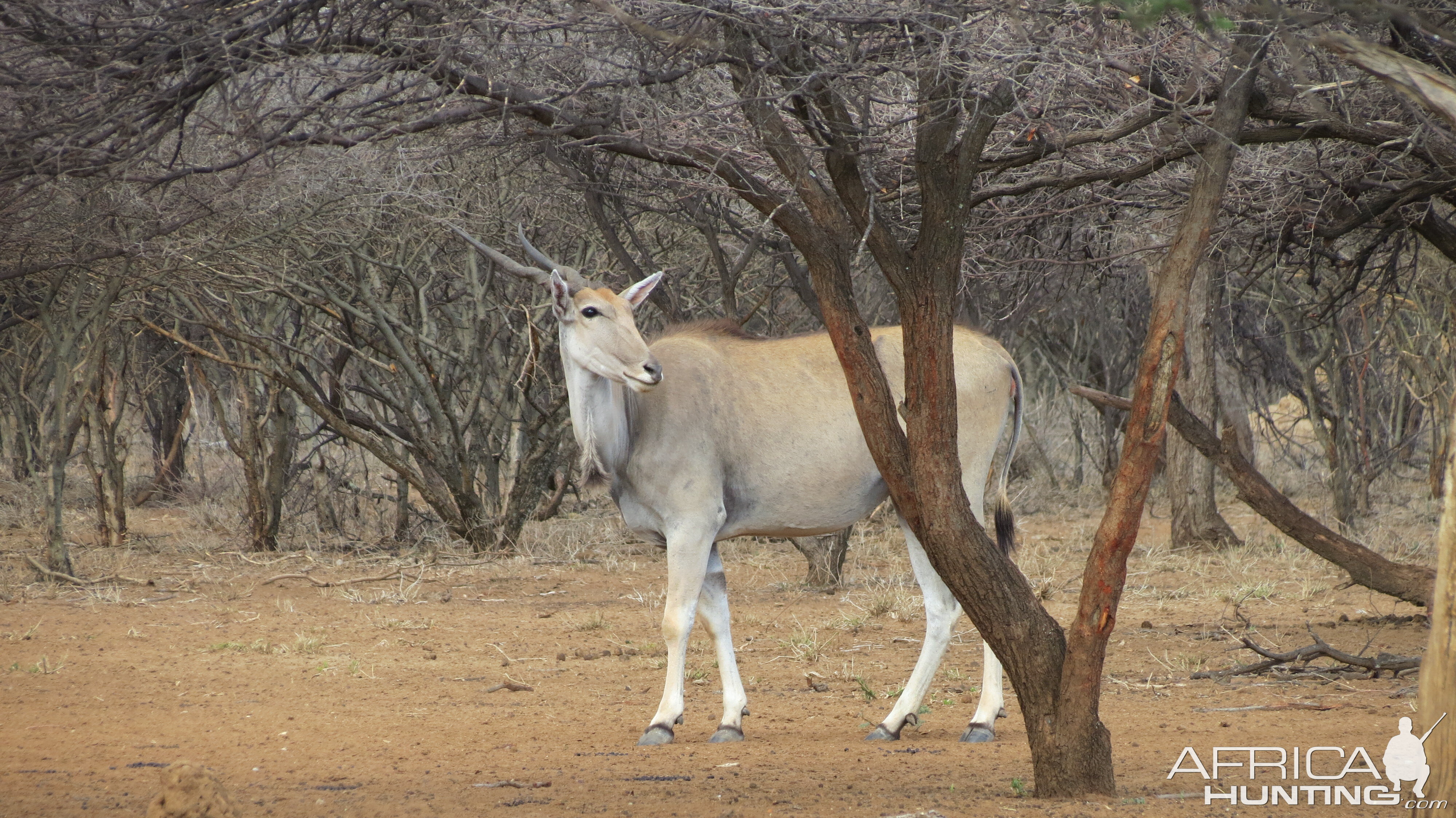 Cape Eland Namibia