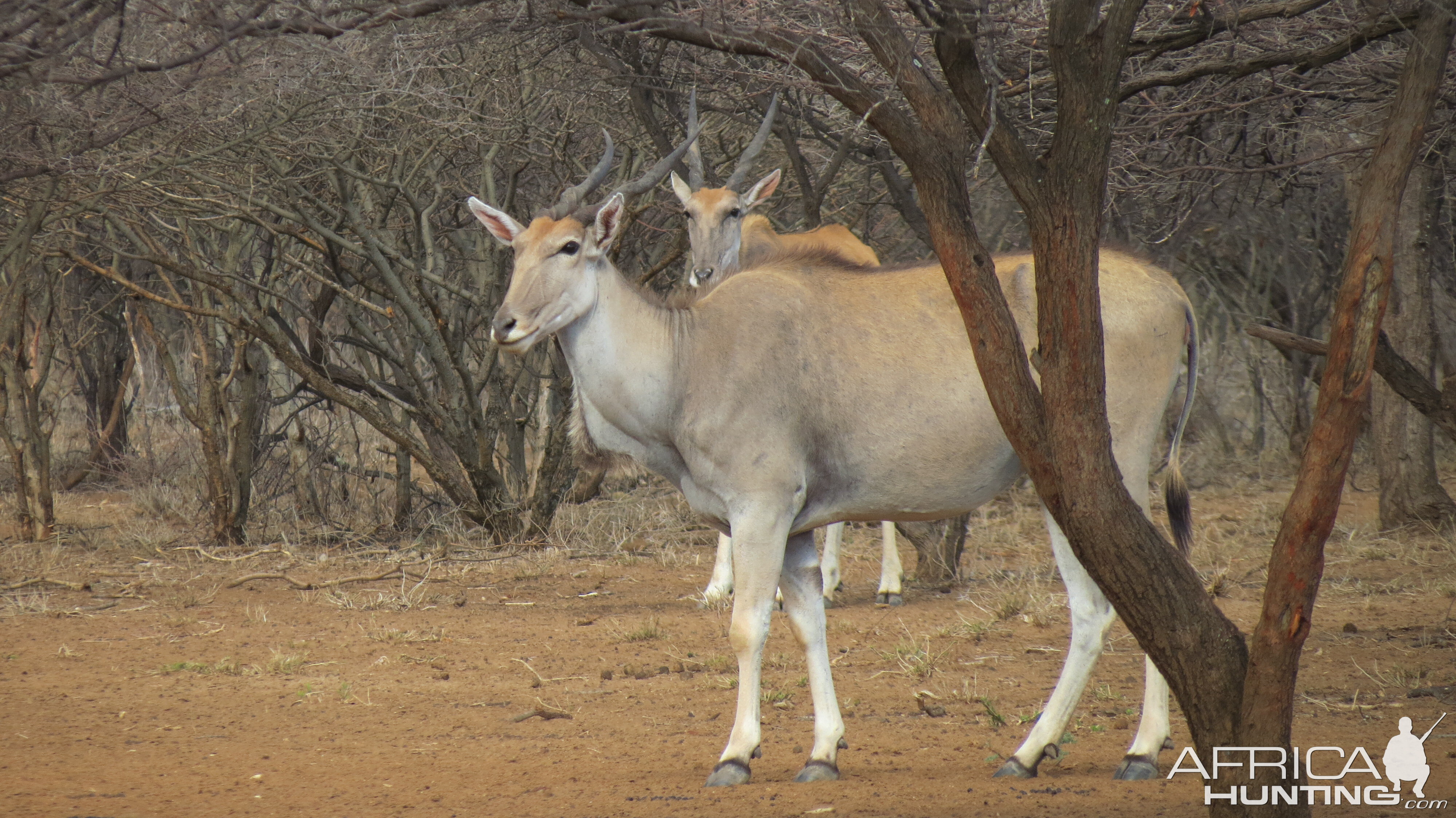 Cape Eland Namibia