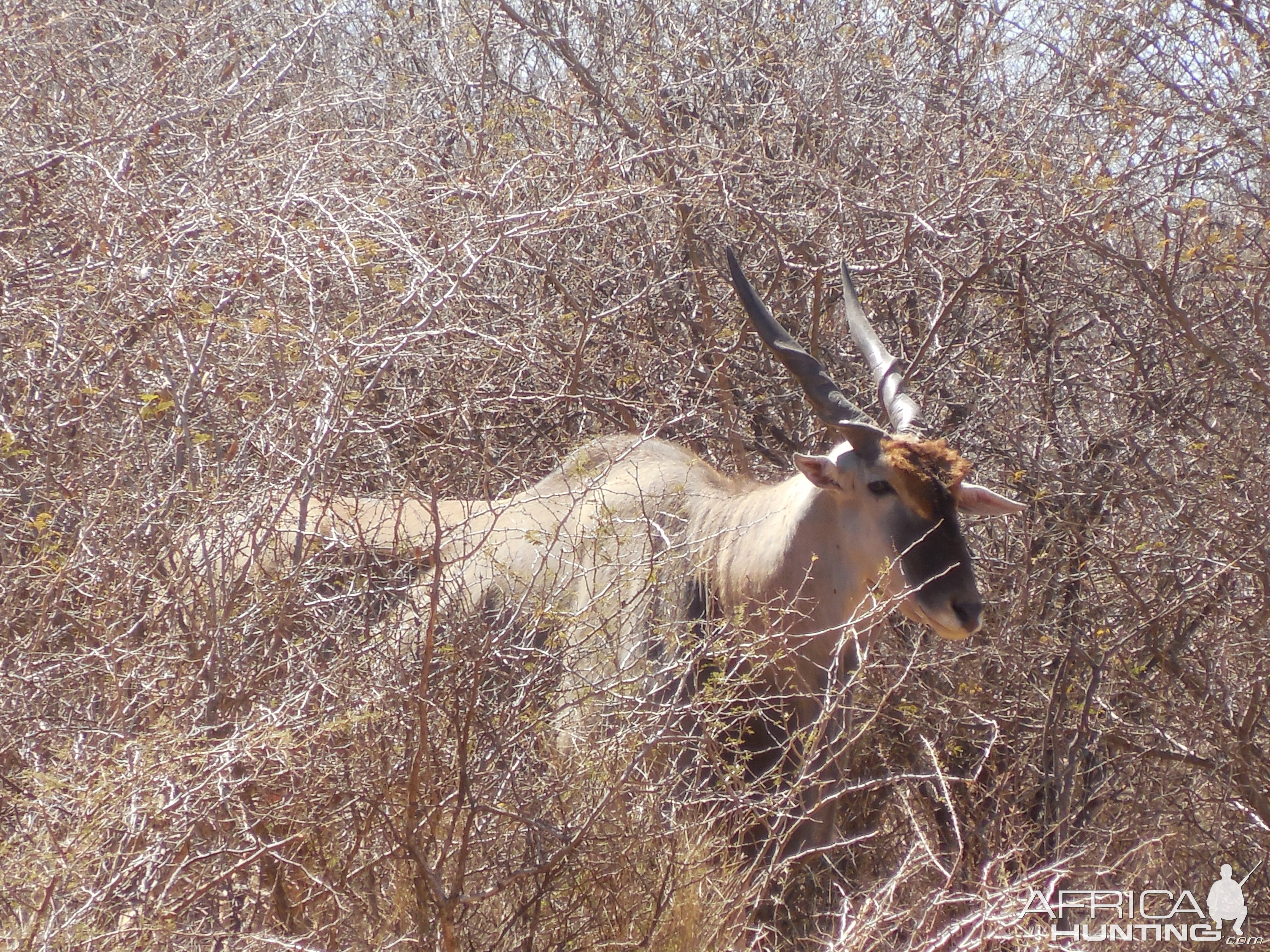 Cape Eland Namibia