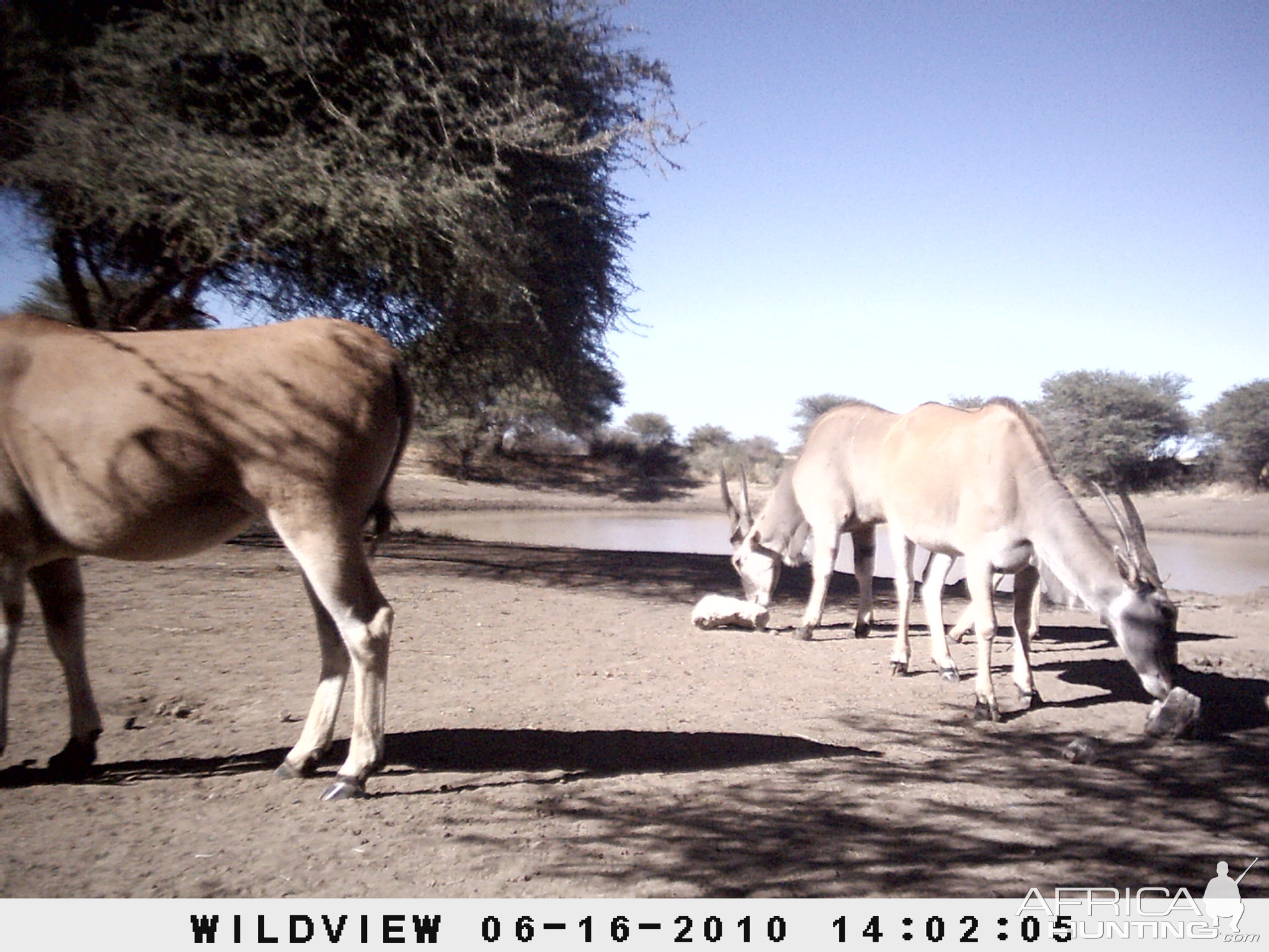 Cape Eland, Namibia