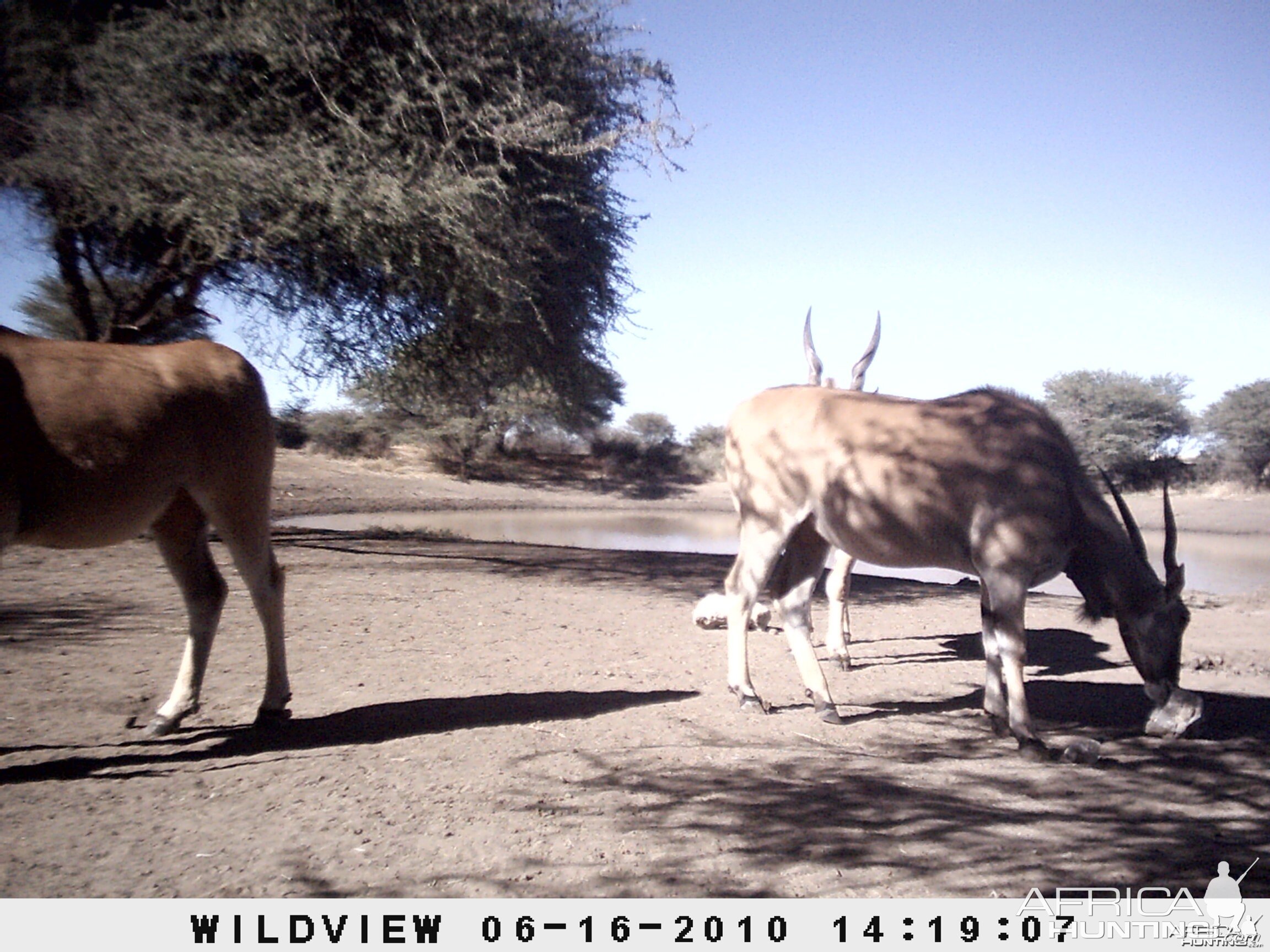 Cape Eland, Namibia