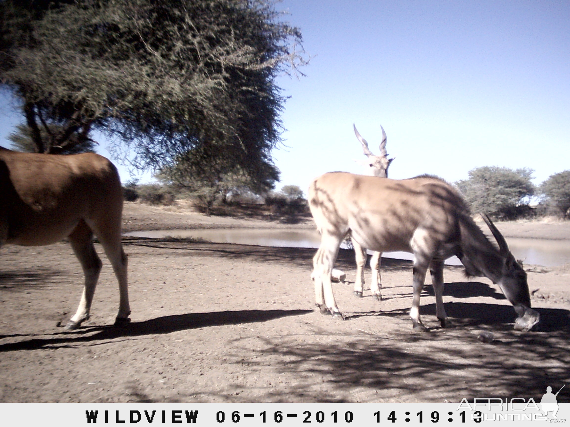 Cape Eland, Namibia