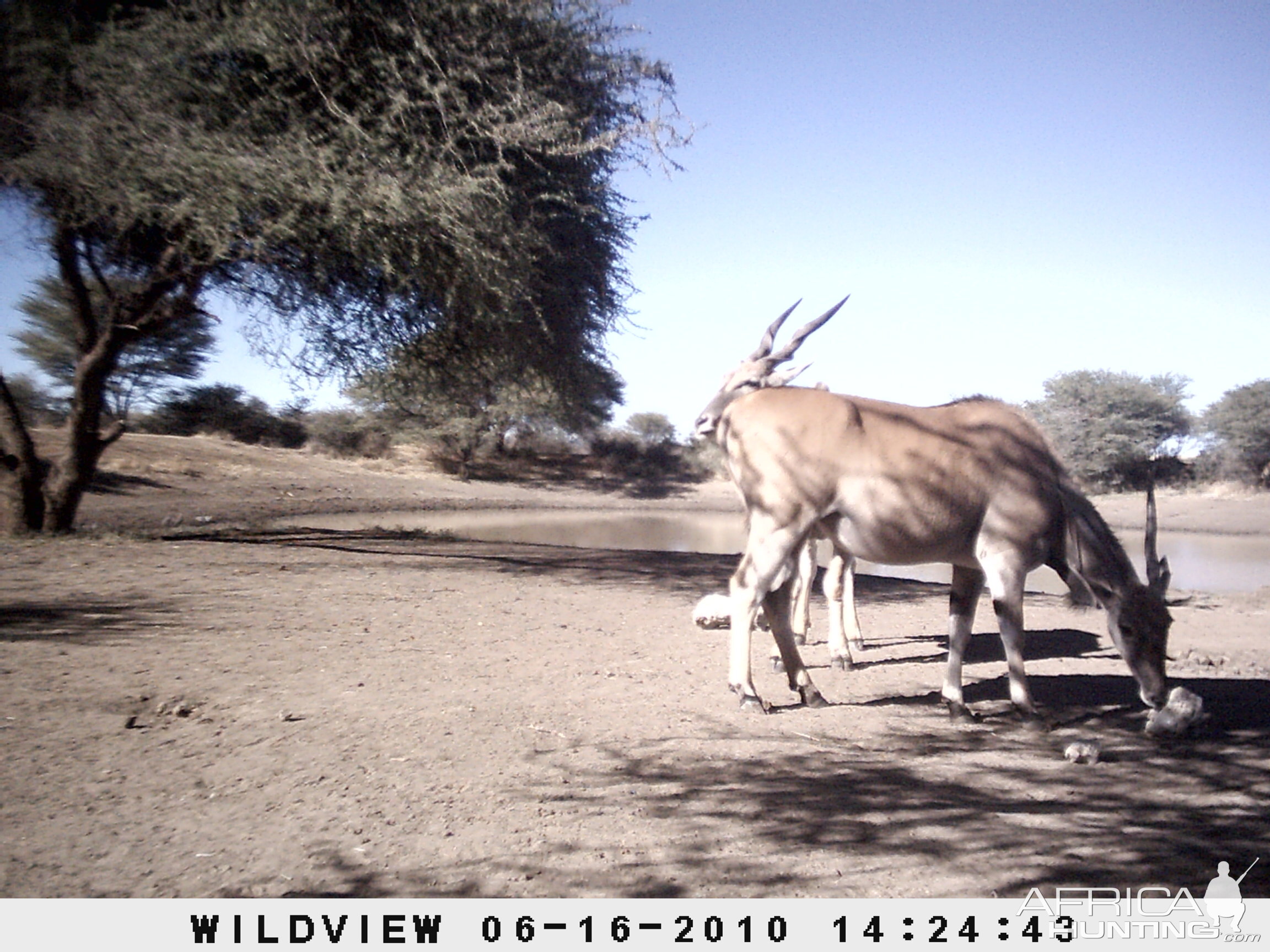 Cape Eland, Namibia