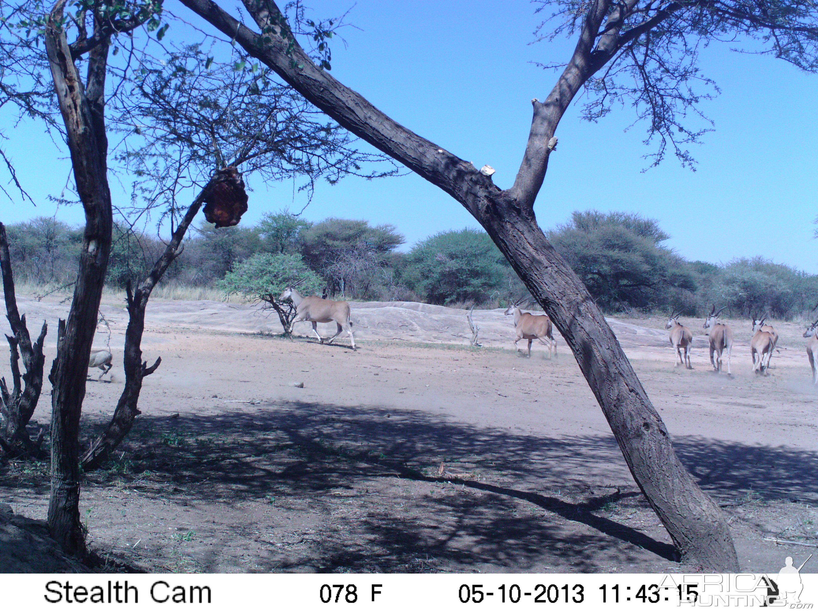 Cape Eland Trail Camera