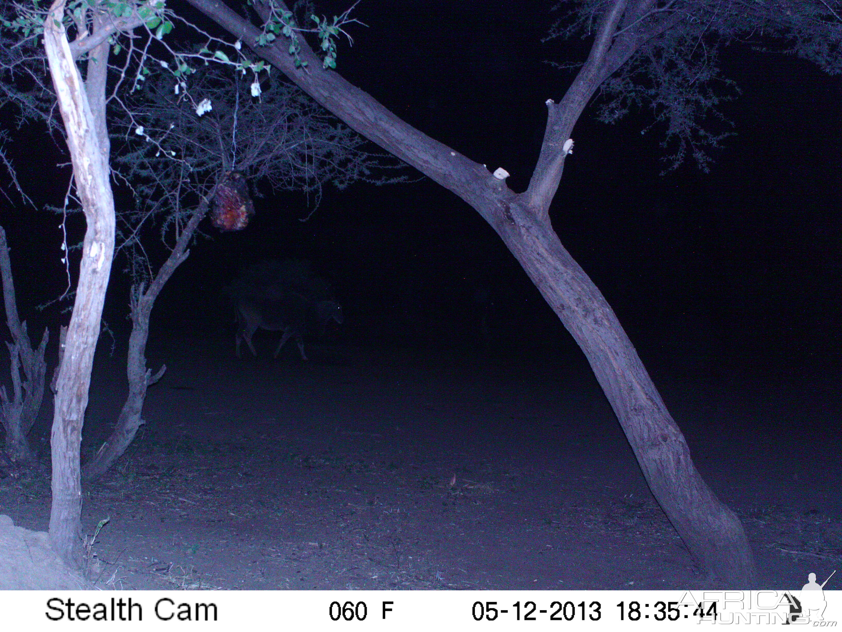 Cape Eland Trail Camera