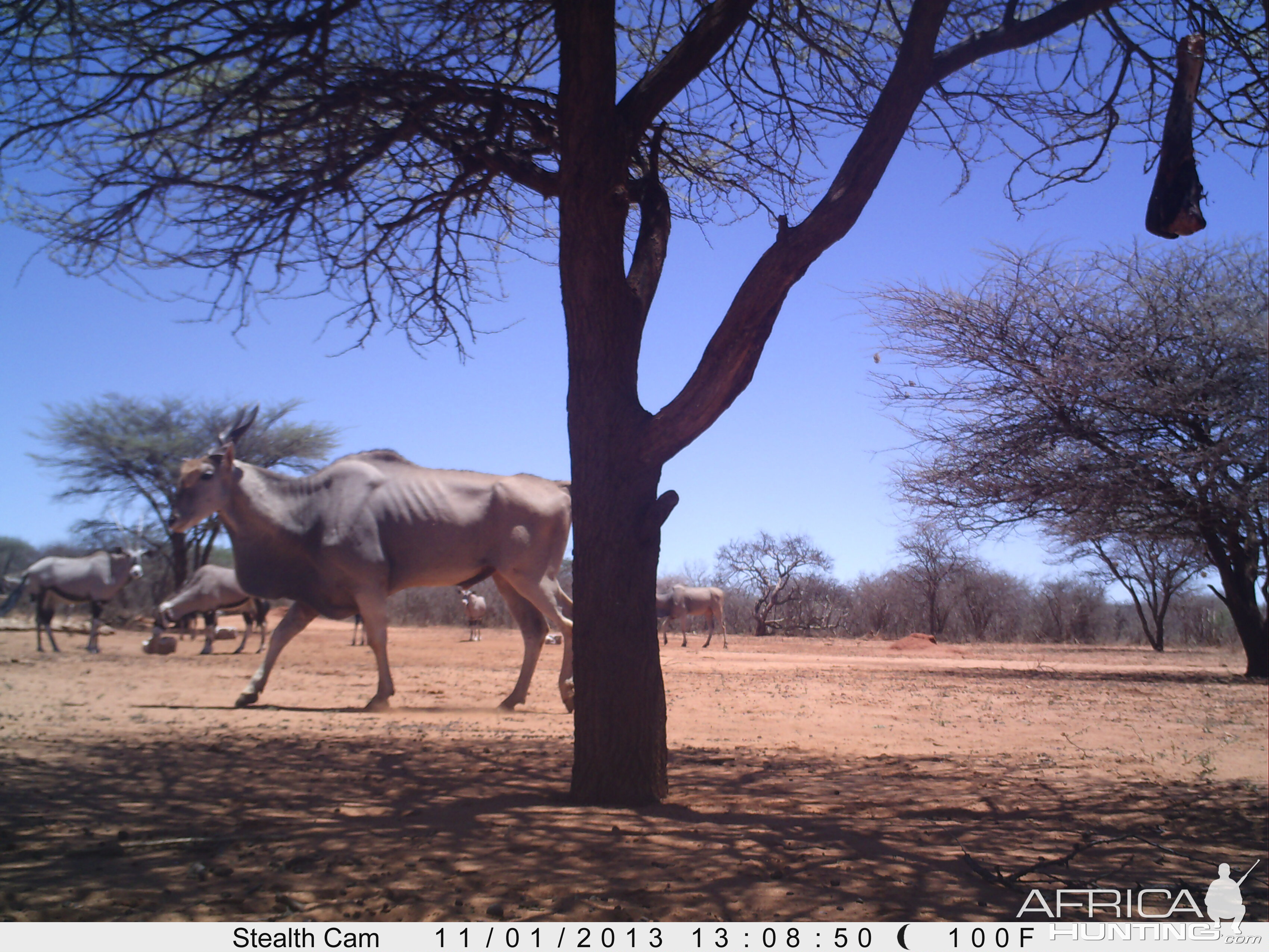 Cape Eland Trail Camera