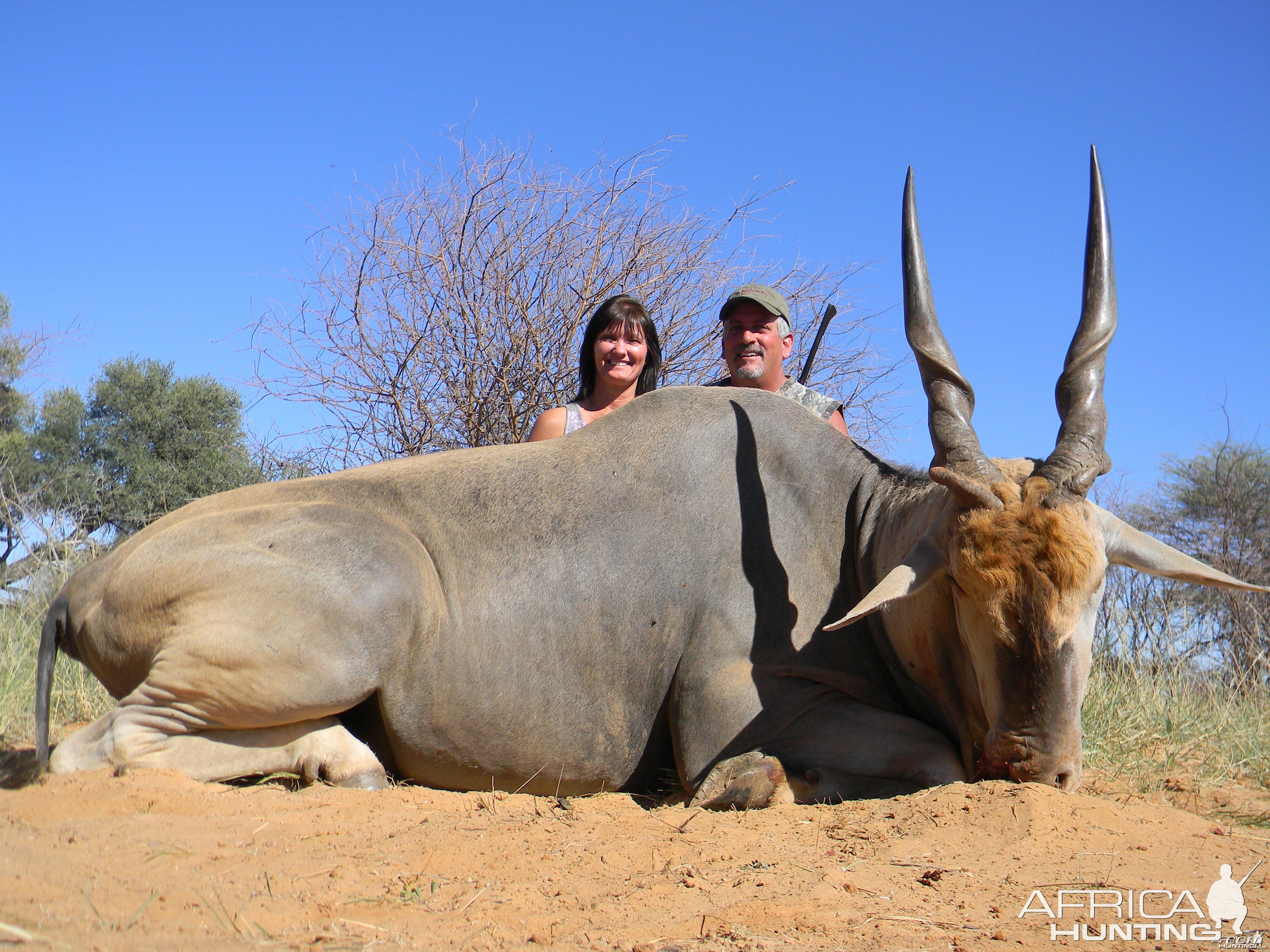 Cape Eland