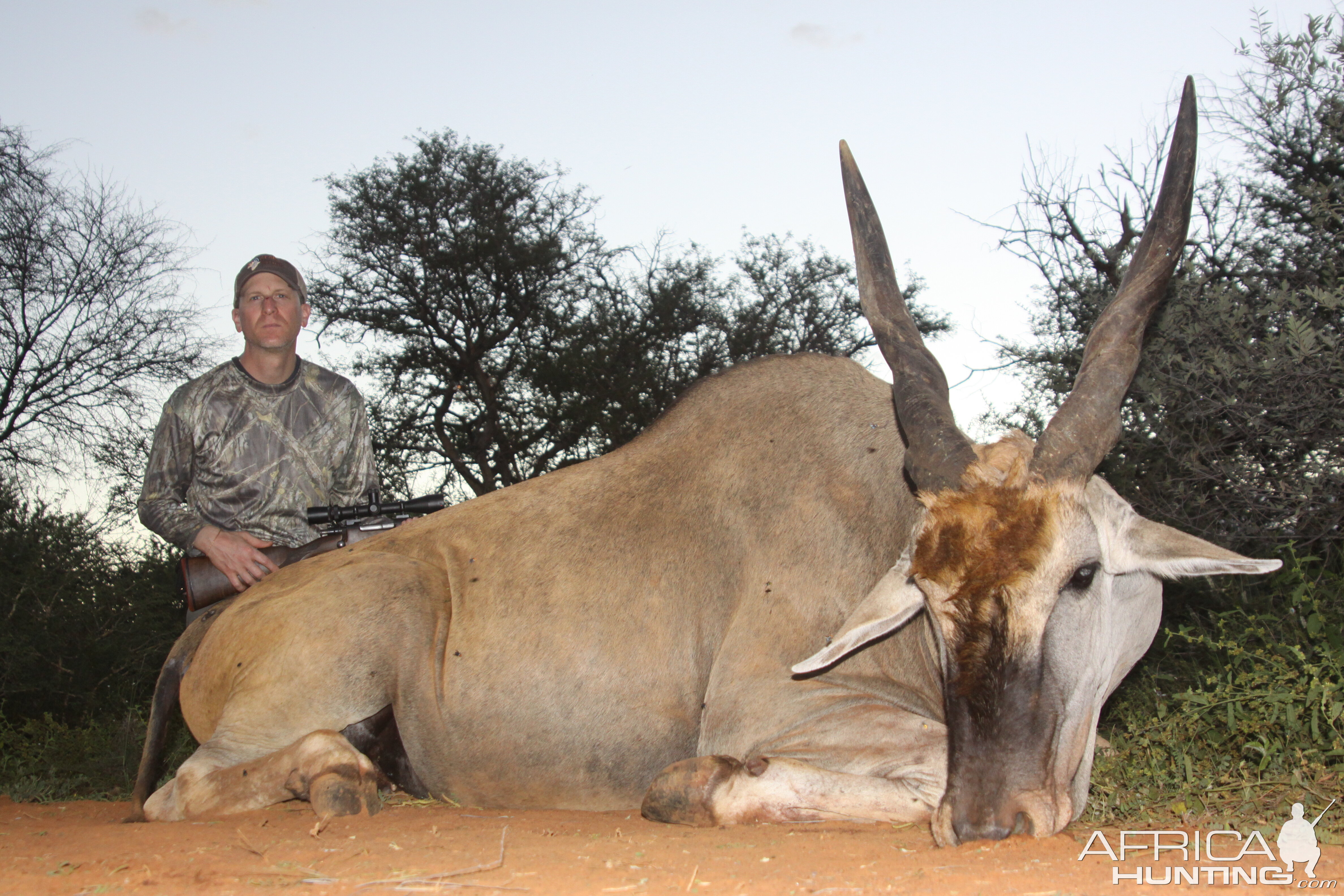 Cape Eland