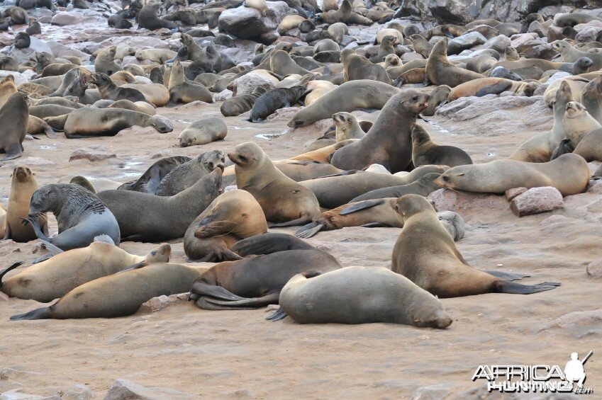 Cape Fur Seal Namibia