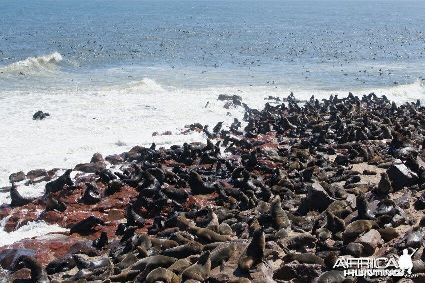 Cape Fur Seal Namibia