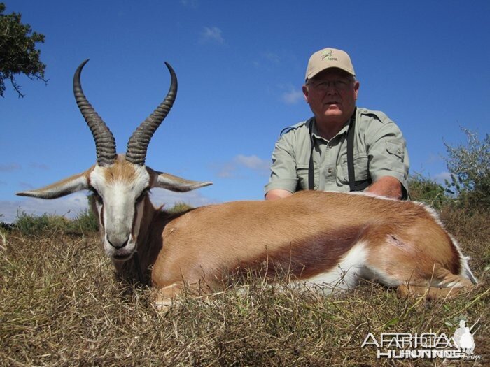 Cape Springbuck