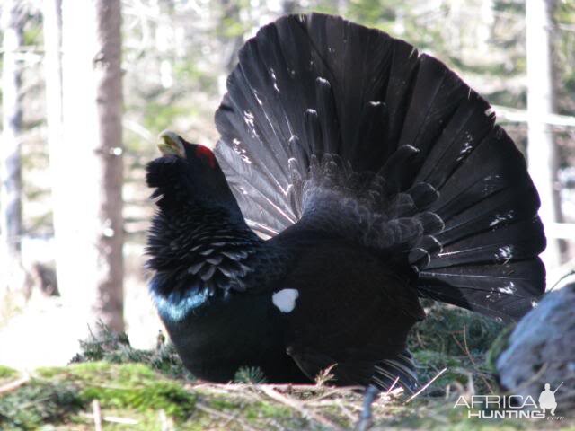 Capercaillie