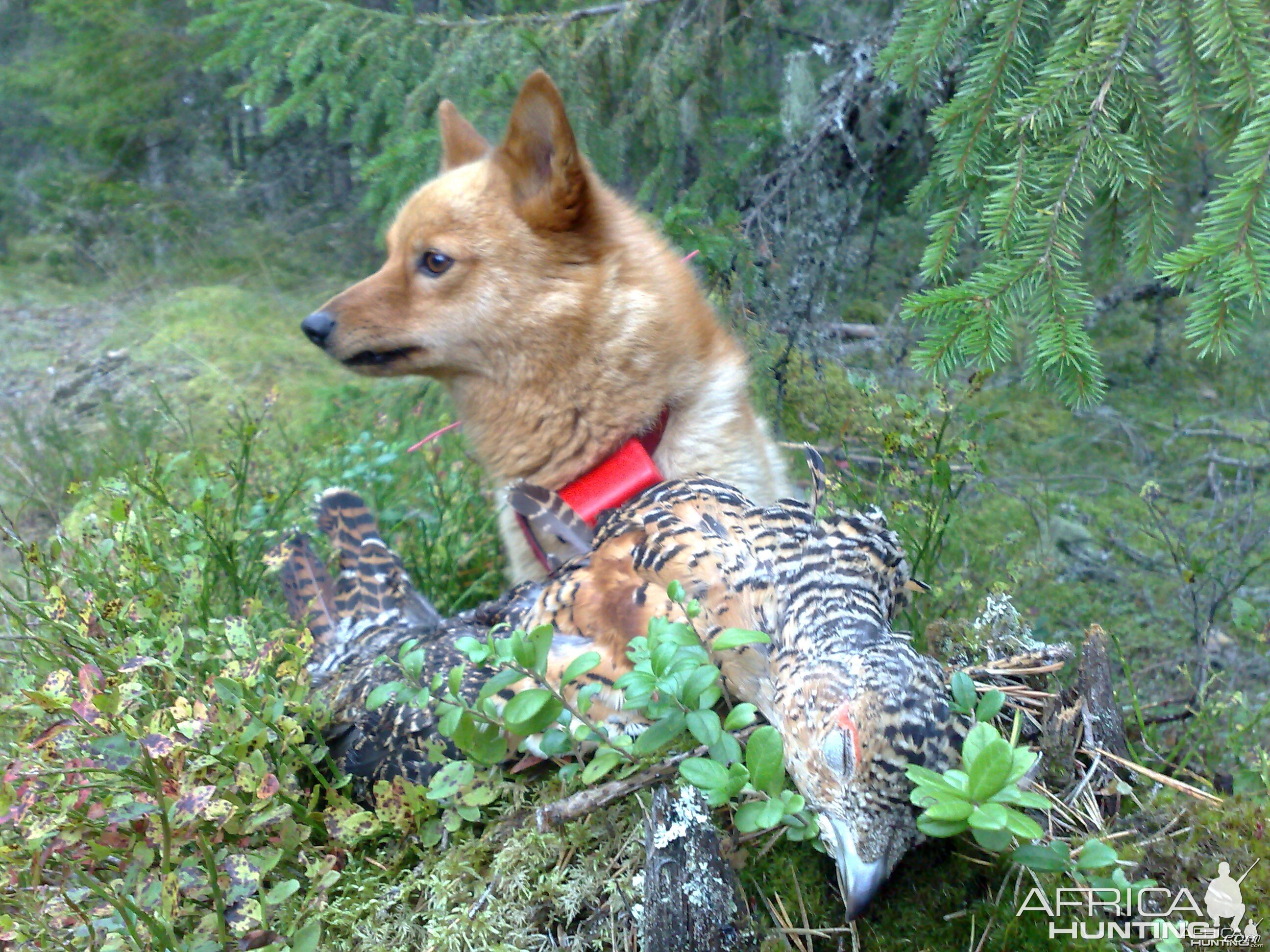 Capercaillie