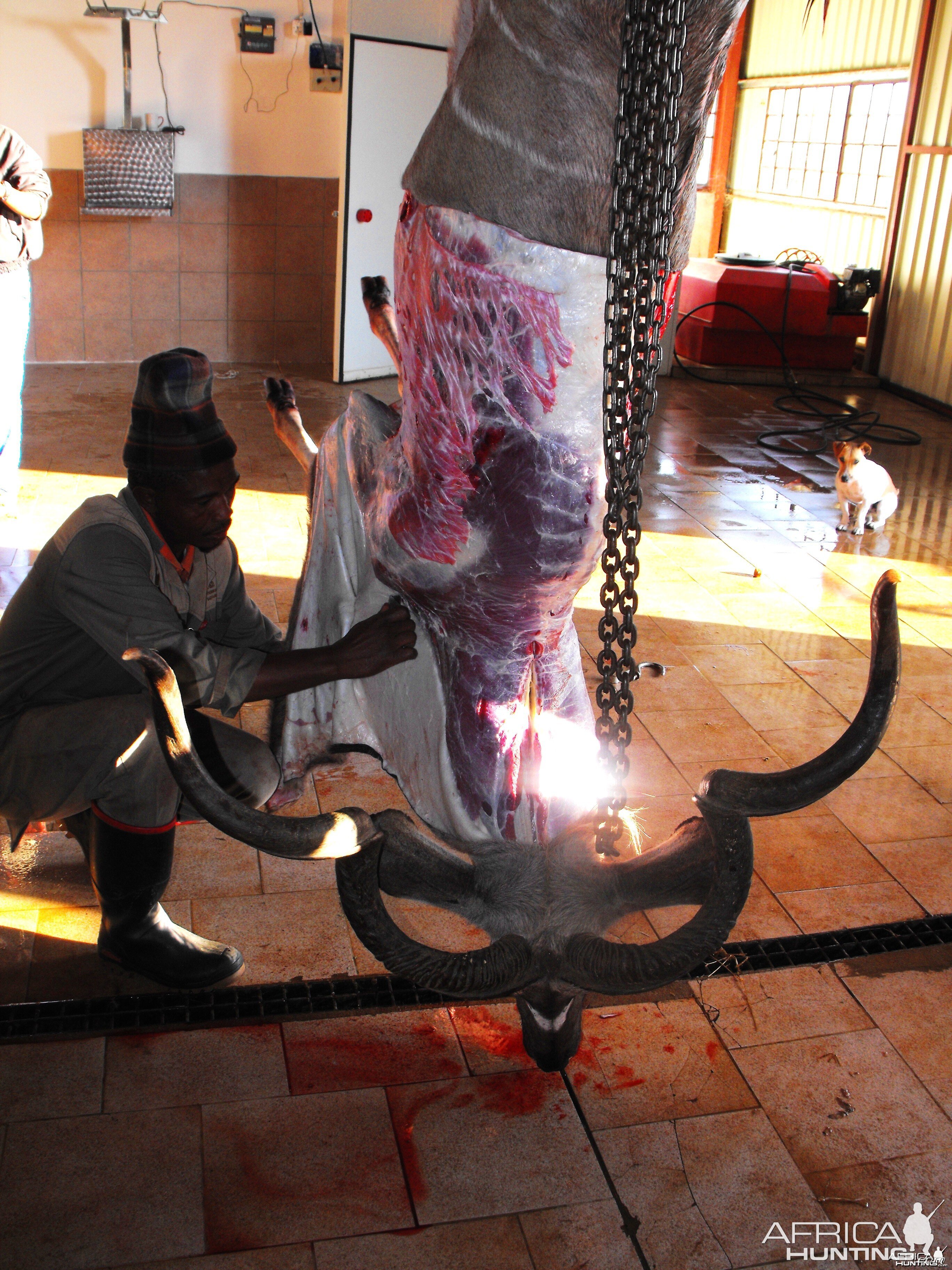 Caping out Alexeis Kudu bull