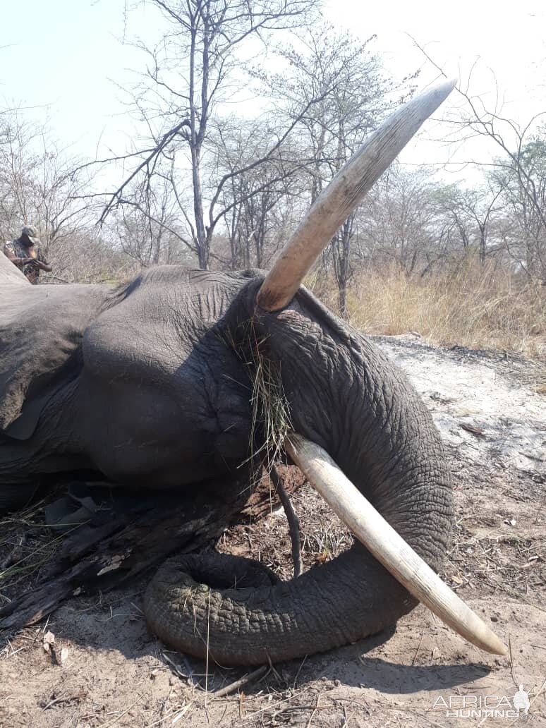 Caprivi Namibia Hunt Elephant