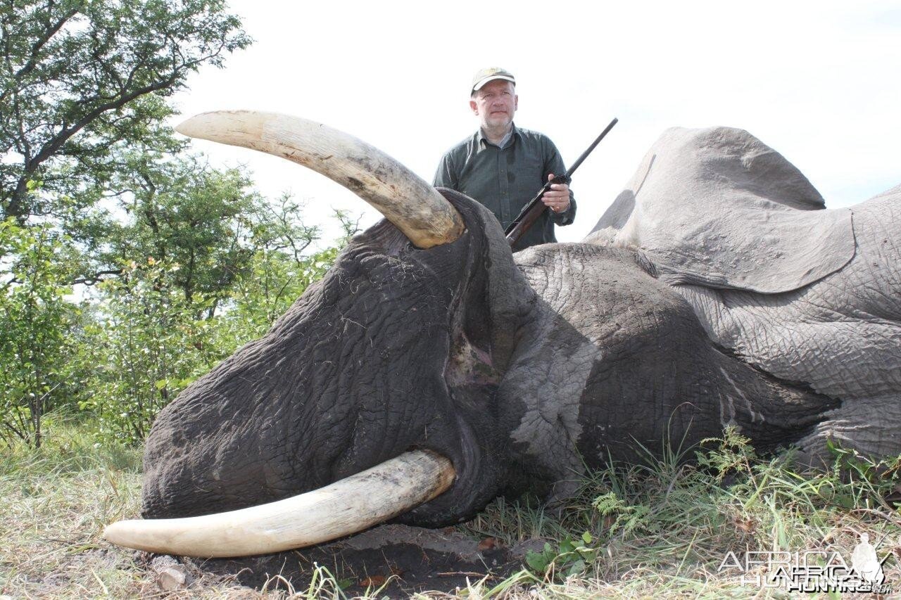 Caprivi Trophy Elephant Bull