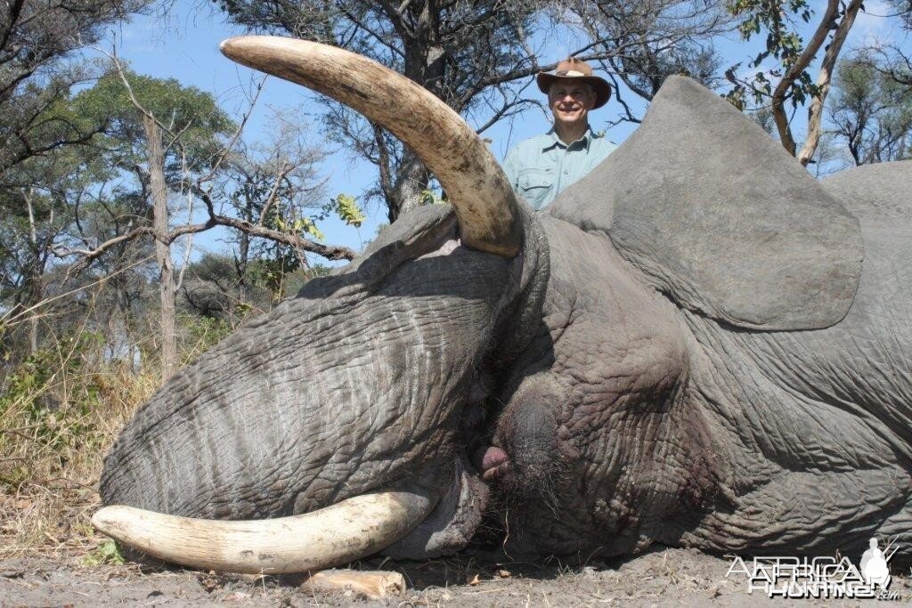 Caprivi Trophy Elephant Bull