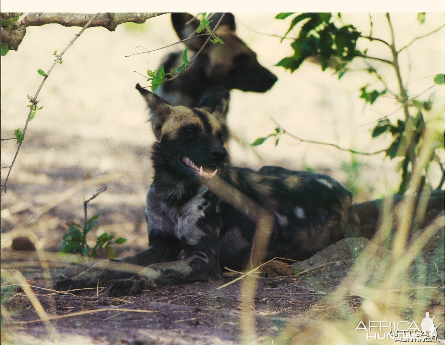 CAR with Central African Wildlife Adventures