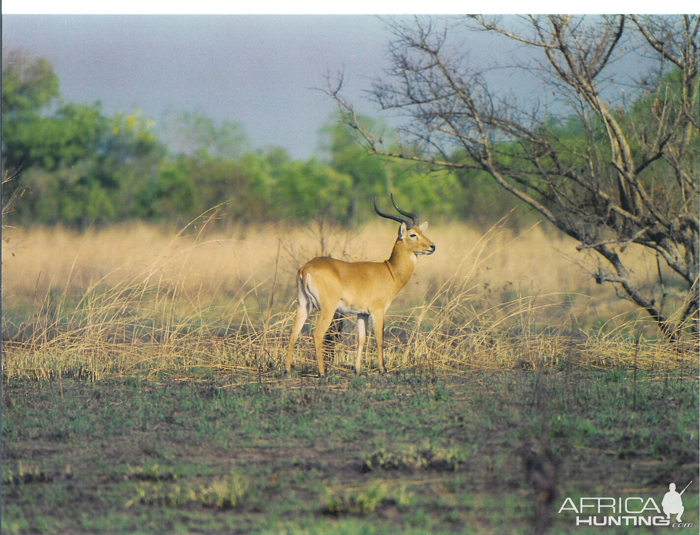 CAR with Central African Wildlife Adventures