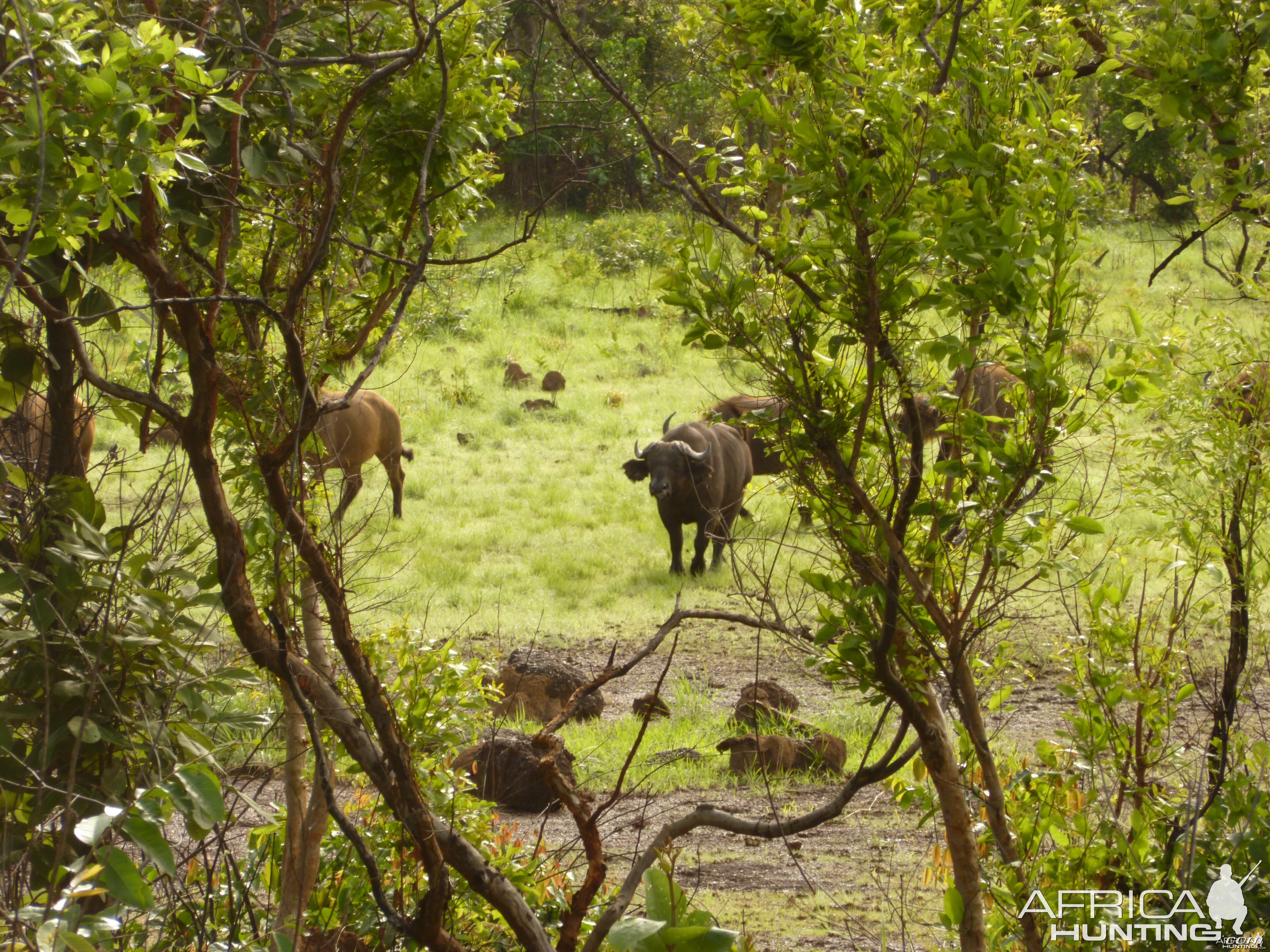 CAR with Central African Wildlife Adventures