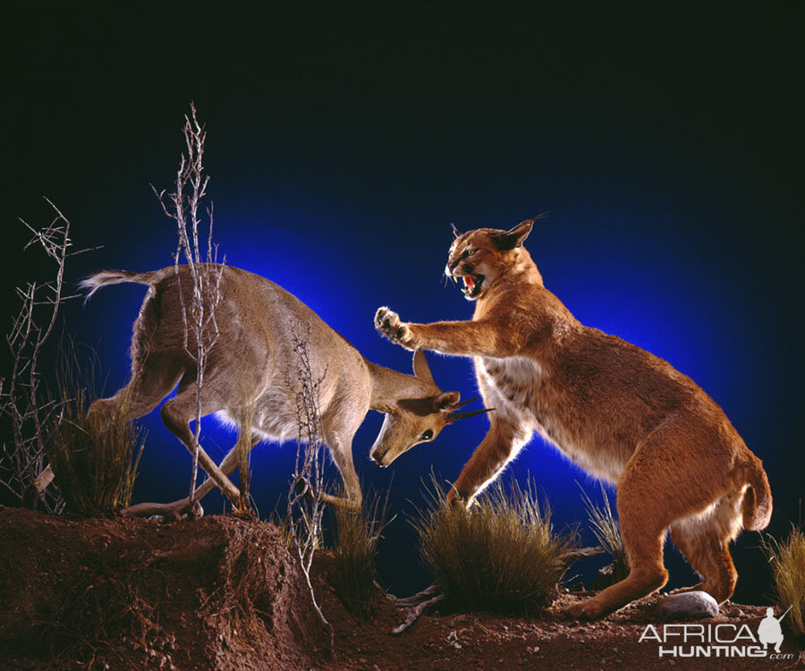 Caracal Attacking Full Mount Taxidermy