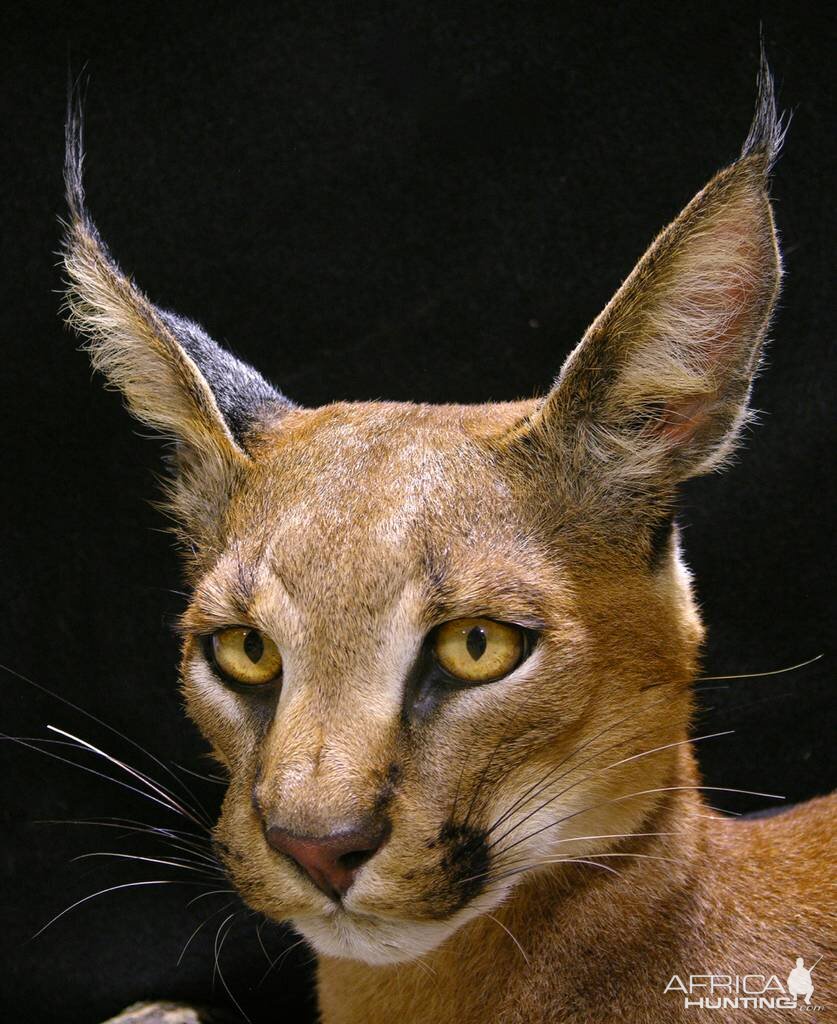 Caracal Full Mount Taxidermy