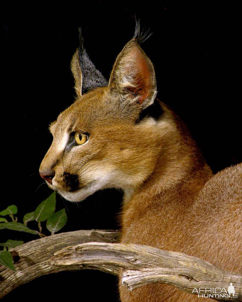 Caracal Full Mount Taxidermy